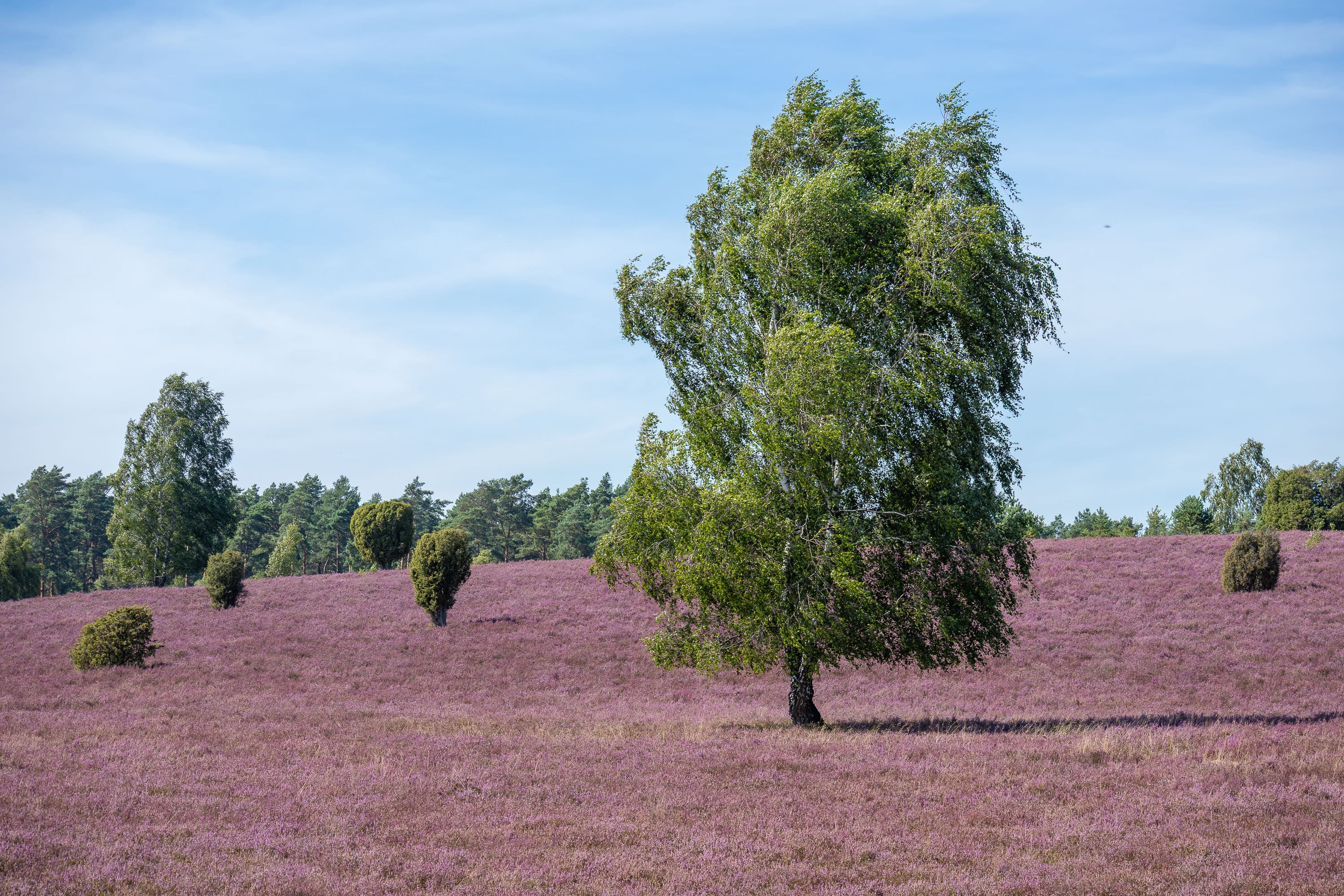 Stand der Heideblüte in der Döhler Heide