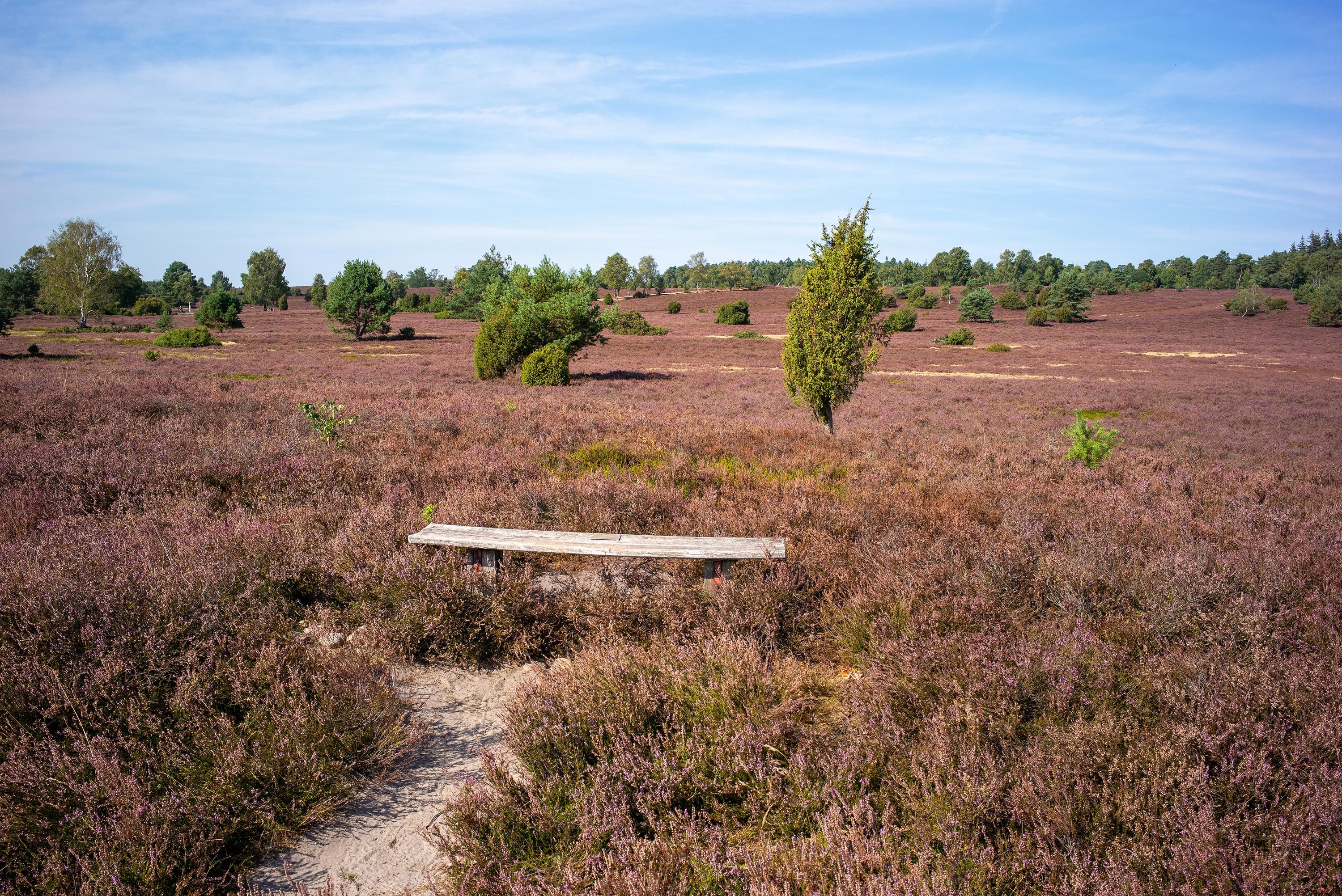 Stand der Heideblüte in der Oberhaverbecker Heide