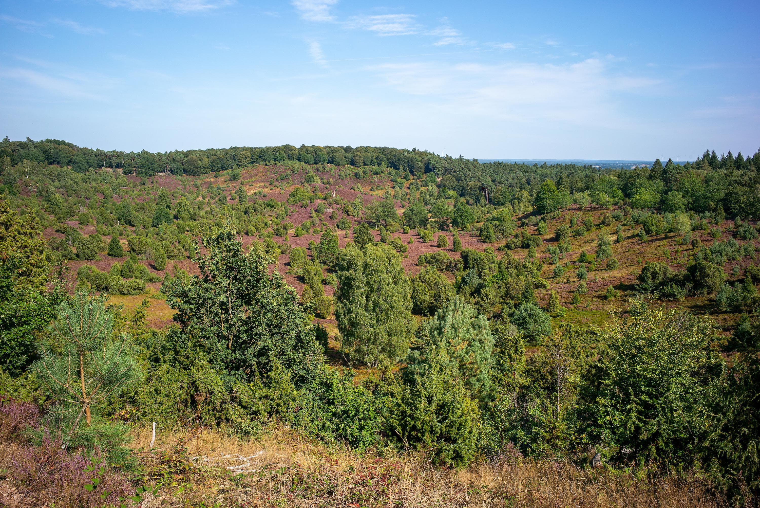 Stand der Heideblüte im Totengrund