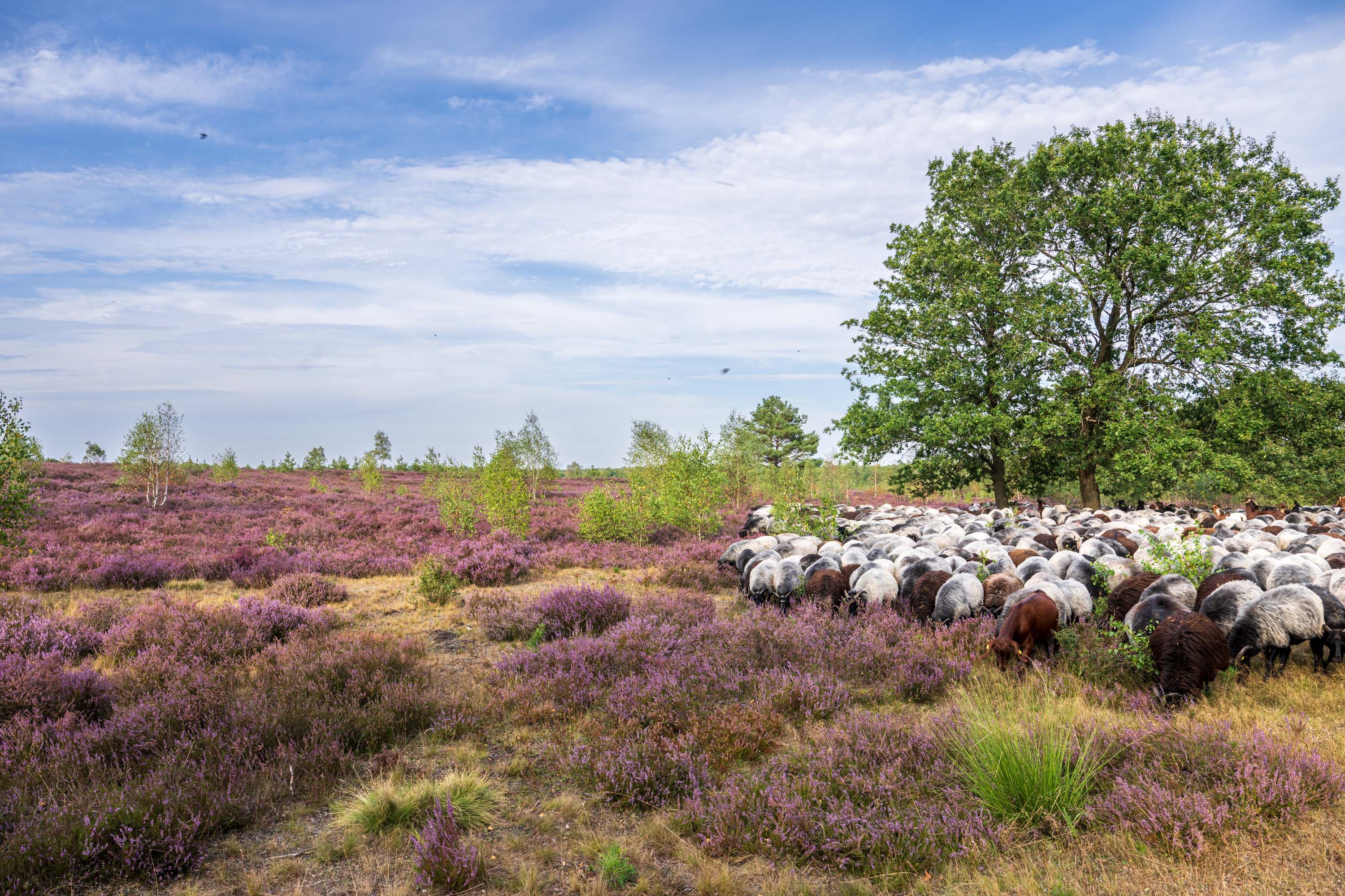 Stand der Heideblüte in der Osterheide