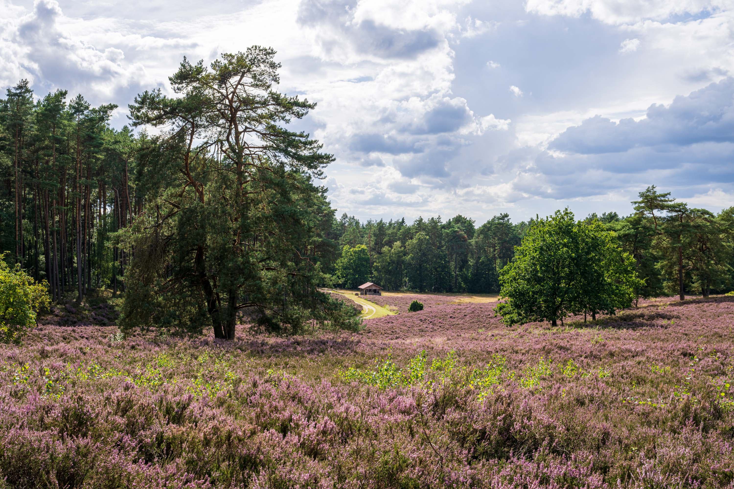 Stand der Heideblüte in der Kronsbergheide