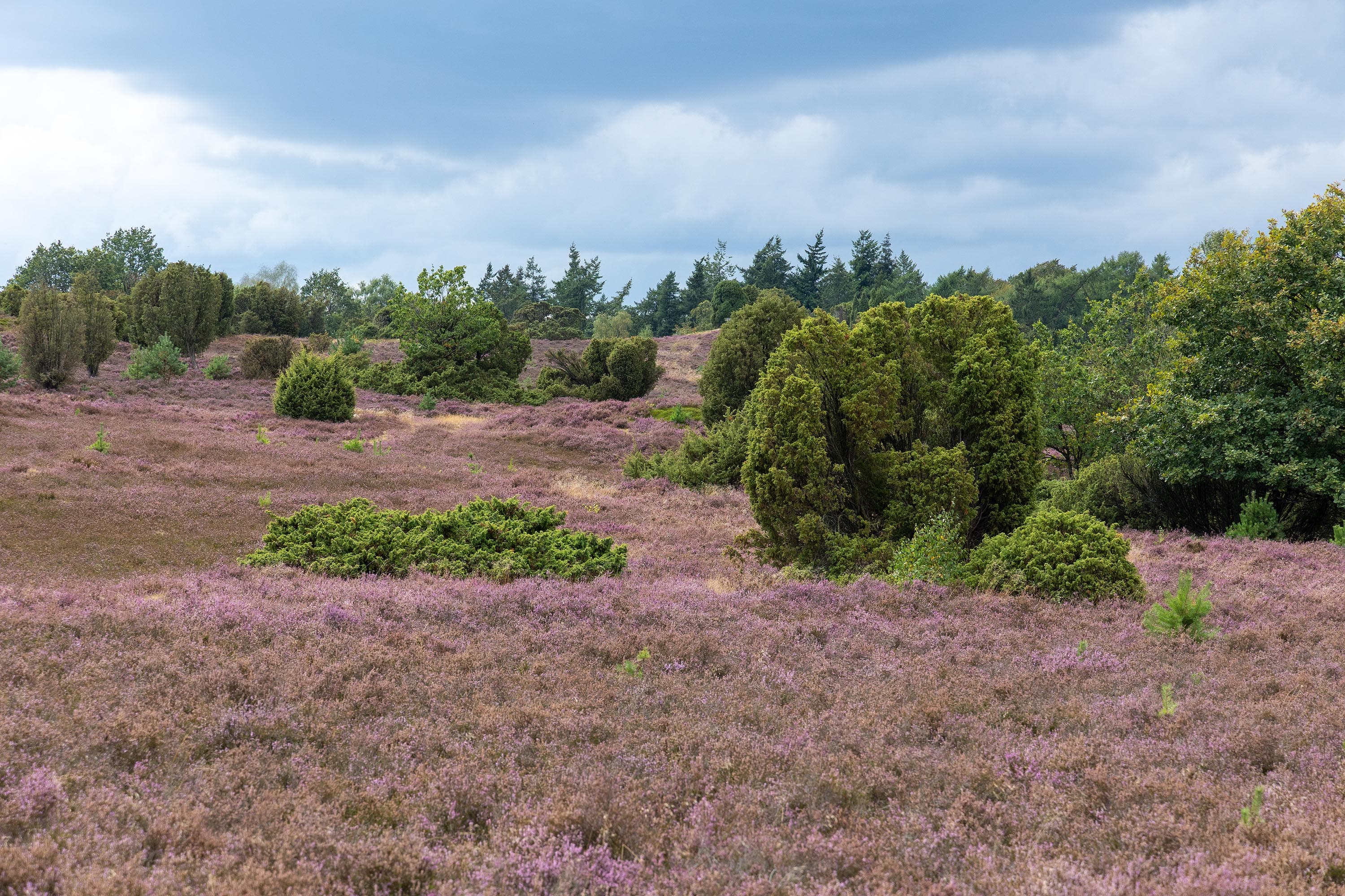 Stand der Heideblüte am Turmberg