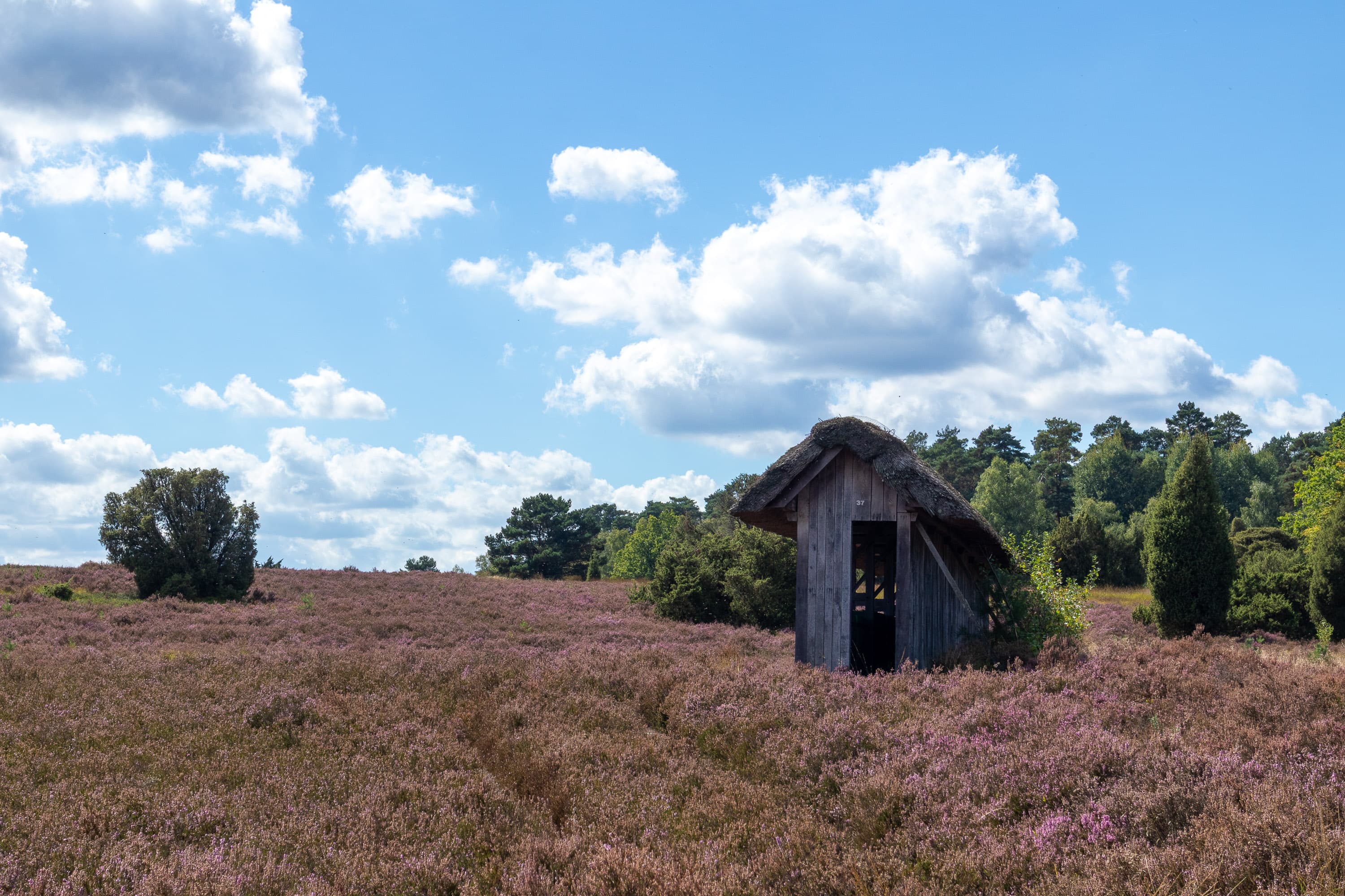 Stand der Heideblüte in der Undeloher Heide
