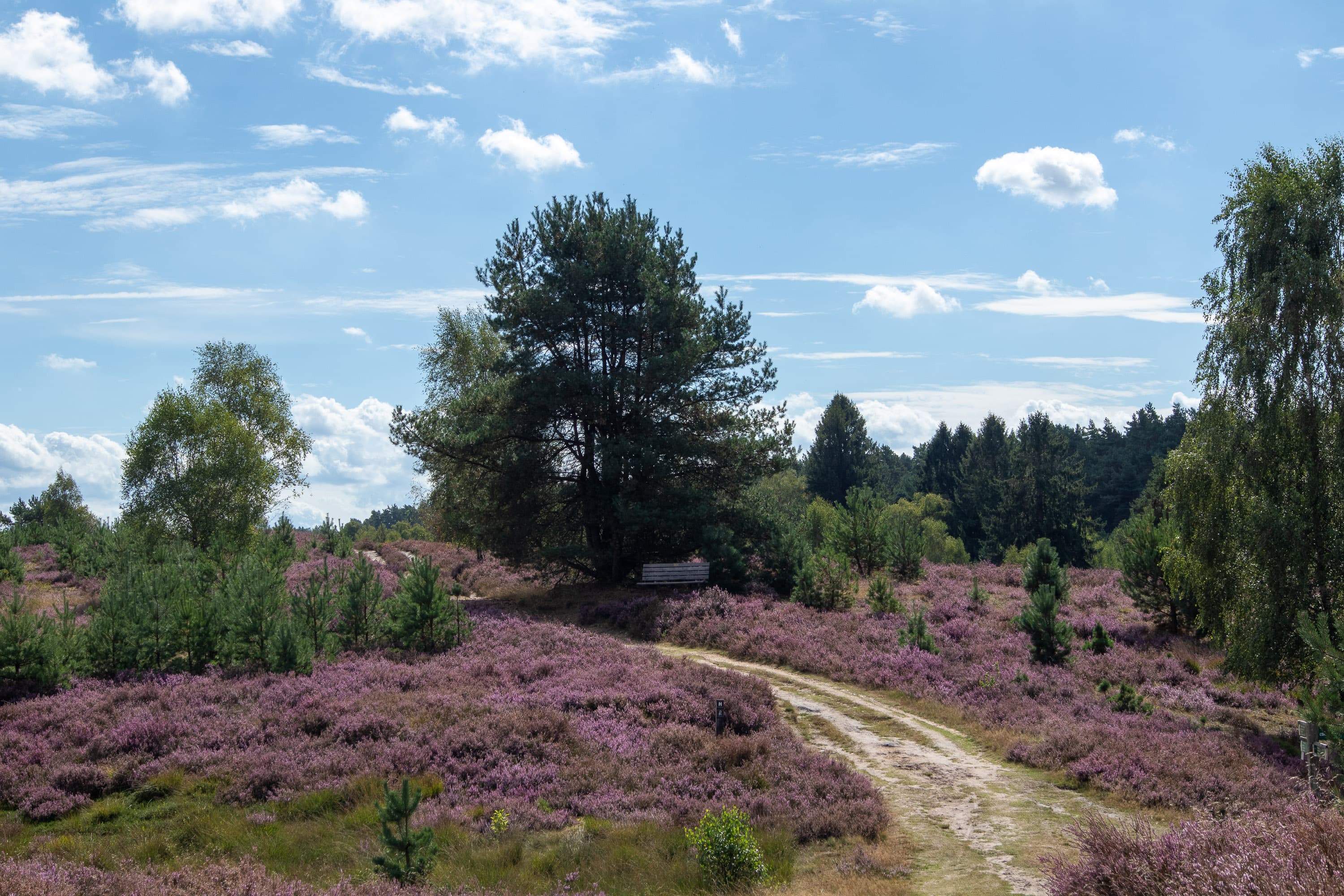 Stand der Heideblüte in der Weseler Heide
