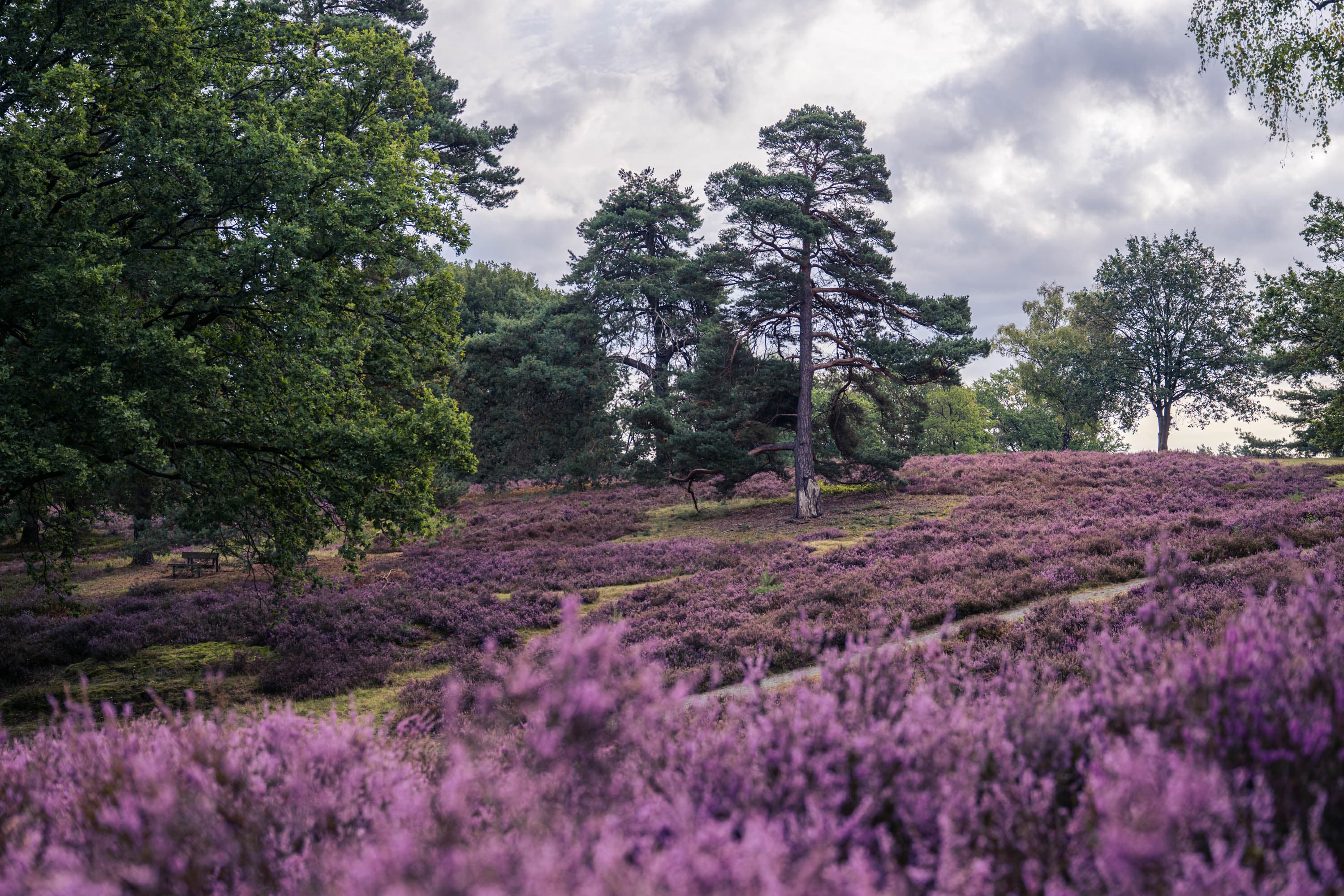 Blühende Heide im Höpen bei Schneverdingen mit Kiefern unter bewölktem Himmel.