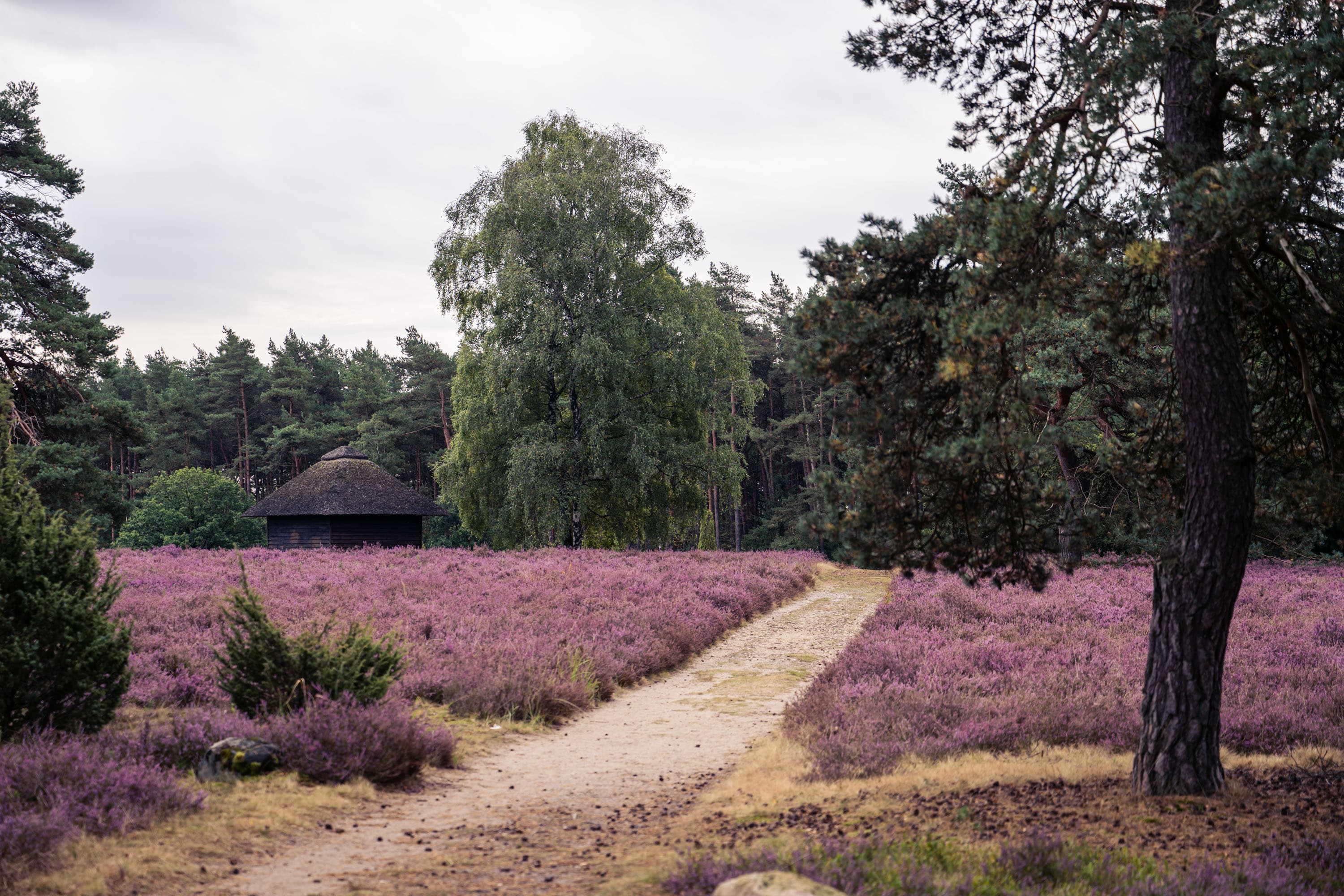 Sandweg durch blühende Heide im Höpen, mit Reetdachhütte und Kiefern.