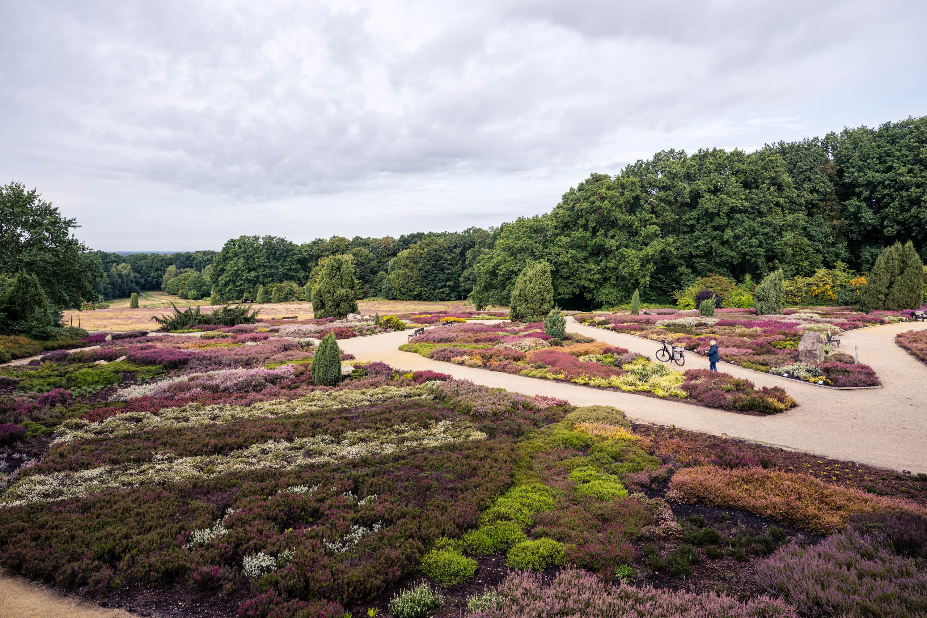 Blühende Heidebeete im Heidegarten mit Wegen, Bänken und Waldrand unter bewölktem Himmel.