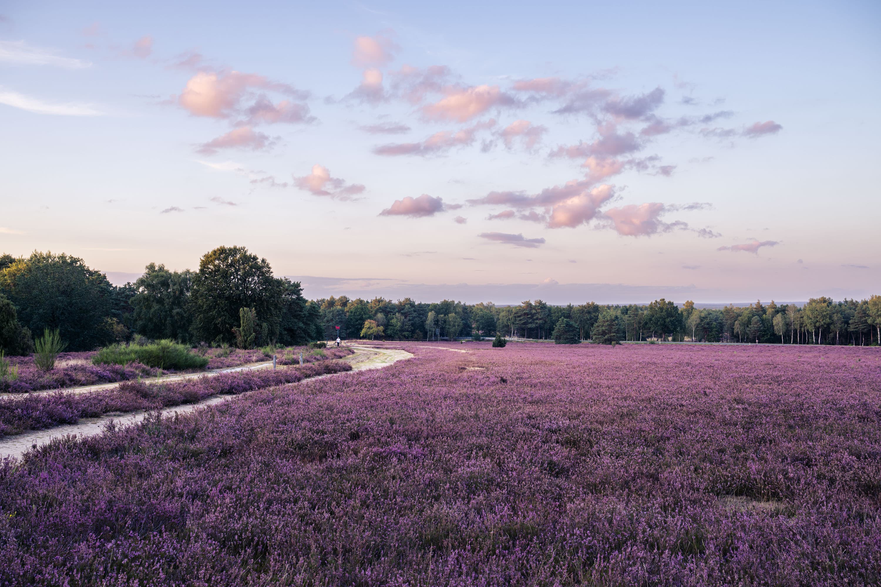Blühende Heidelandschaft im Höpen bei Schneverdingen mit Sandweg und Abendhimmel.