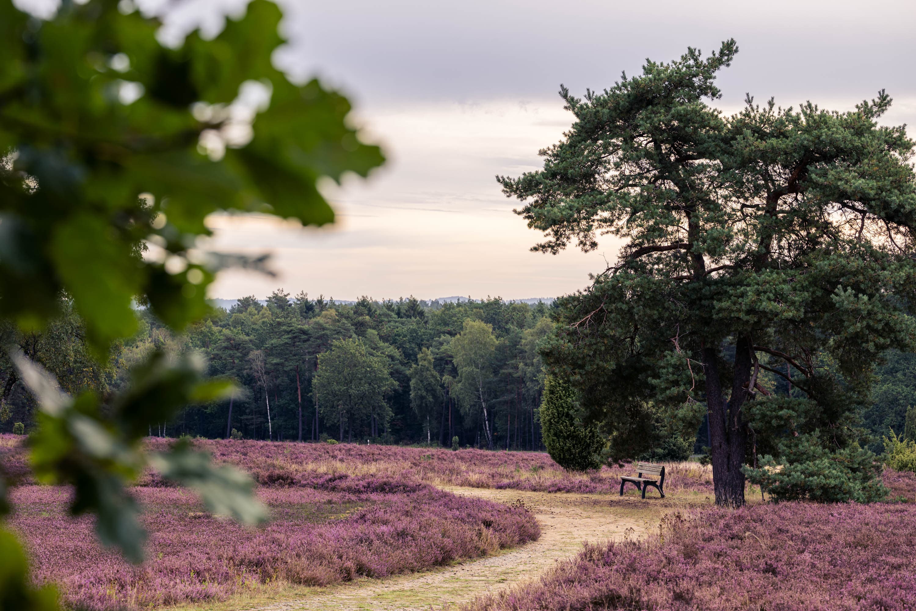 Sandweg durch blühende Heide im Höpen mit Bank unter großer Kiefer.