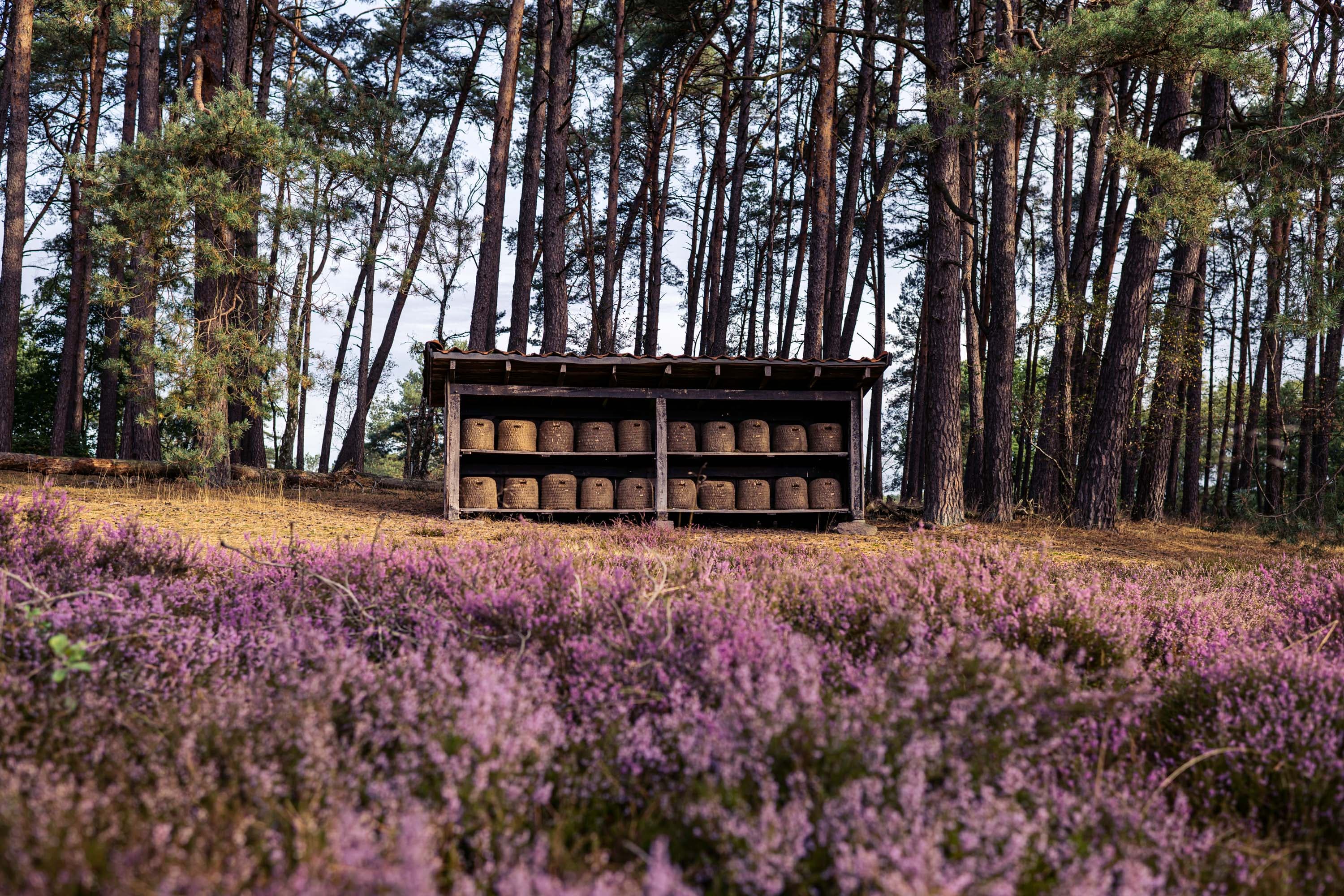 Blühende Heide mit Bienenkörben am Kiefernwald im Höpen bei Schneverdingen.