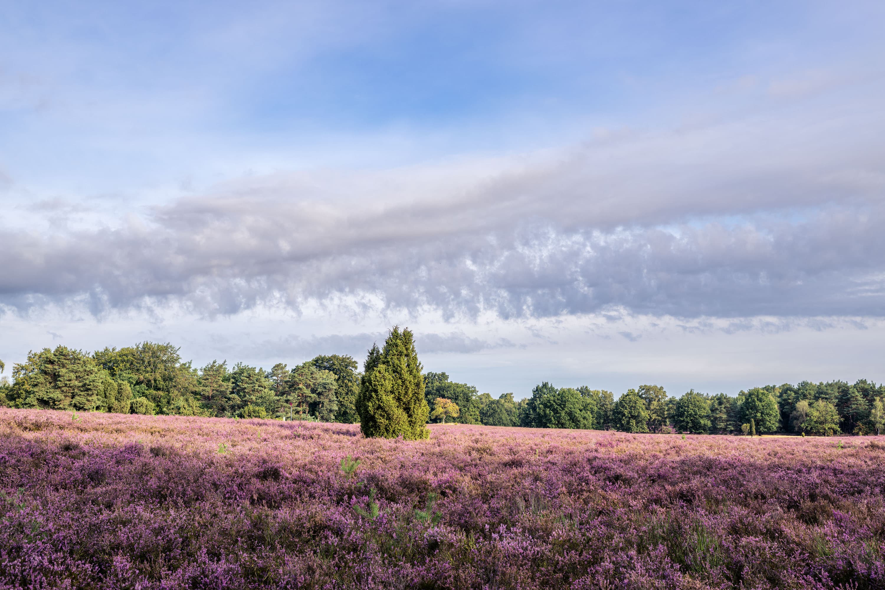 Blühende Heidefläche im Höpen mit Wacholder, Waldsaum und weitem Wolkenhimmel.