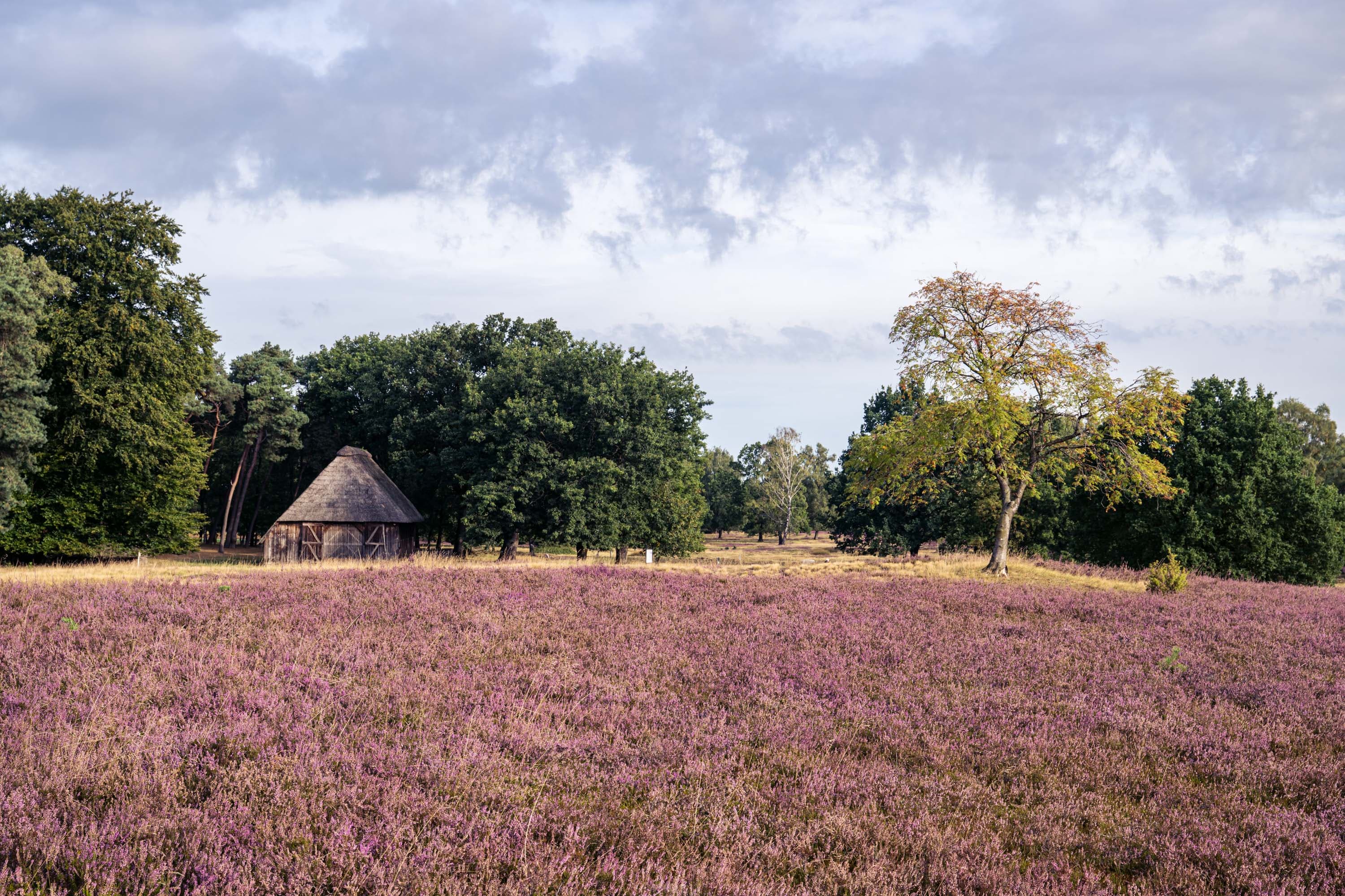 Blühende Heide im Höpen mit reetgedeckter Hütte, Bäumen und Wolkenhimmel.