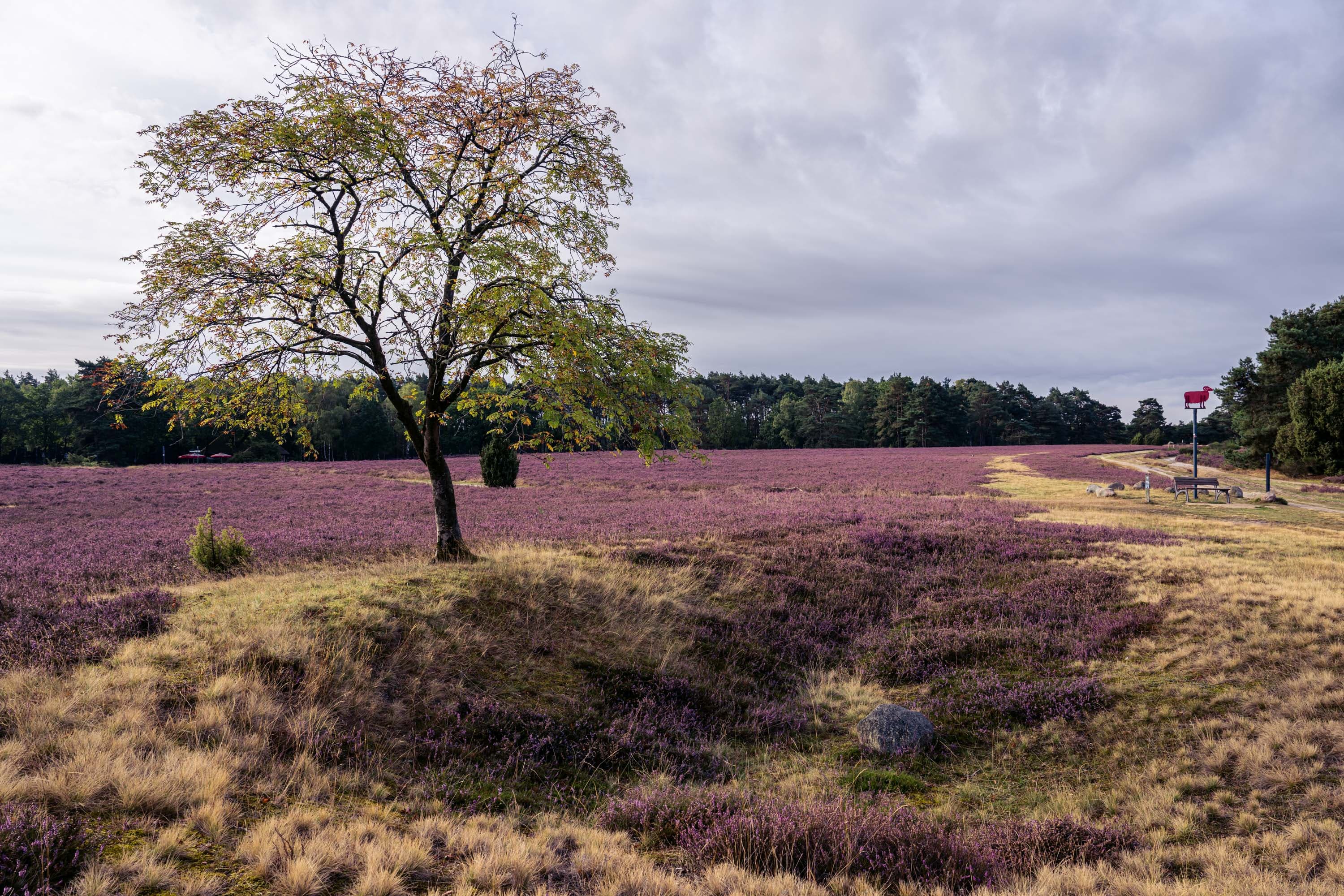 Blühende Heide im Höpen bei Schneverdingen mit Baum, Sandweg und Bank.