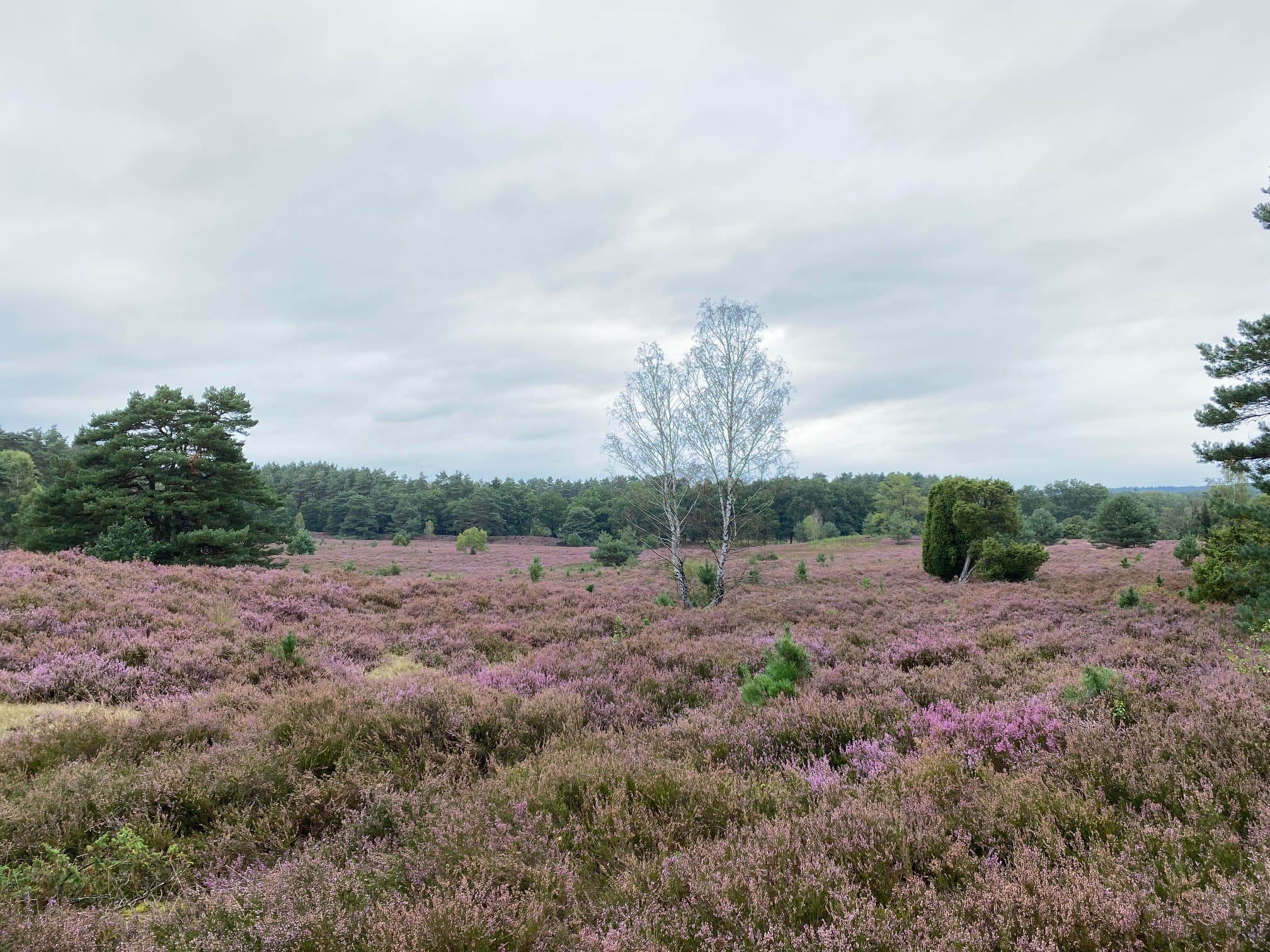 Stand der Heideblüte in der Sudermühler Heide