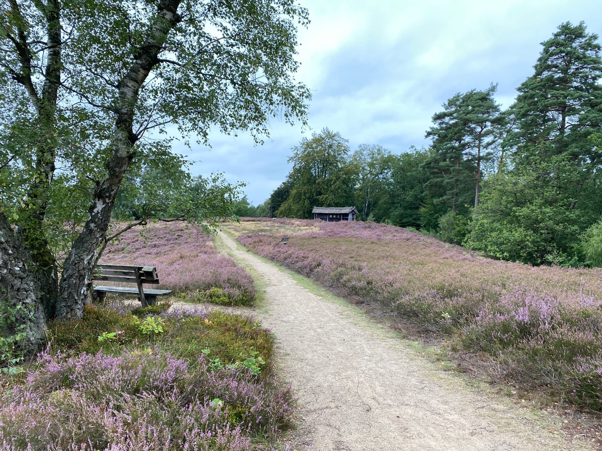 Stand der Heideblüte an der Birkenbank