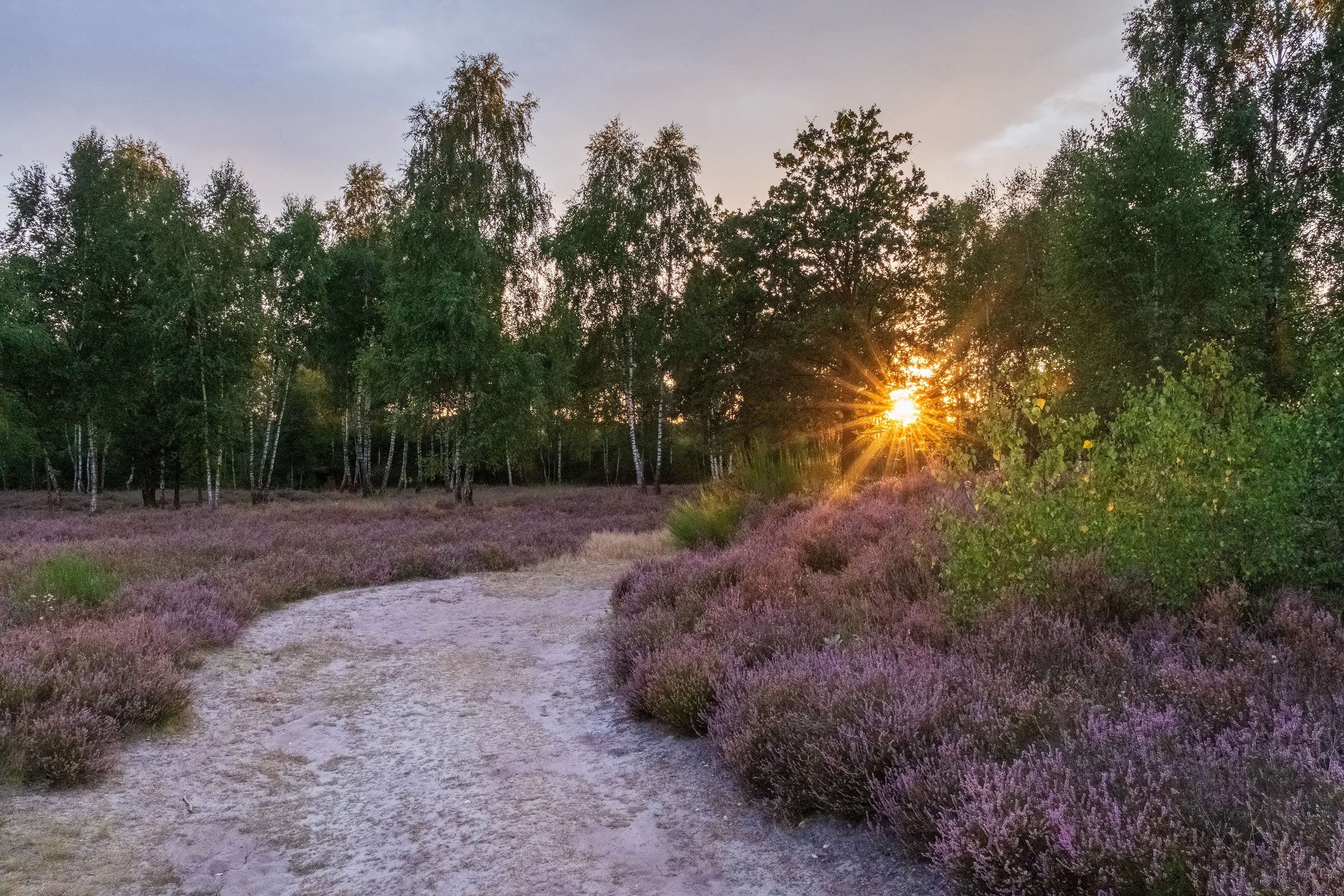 Stand der Heideblüte in der Behringer Heide