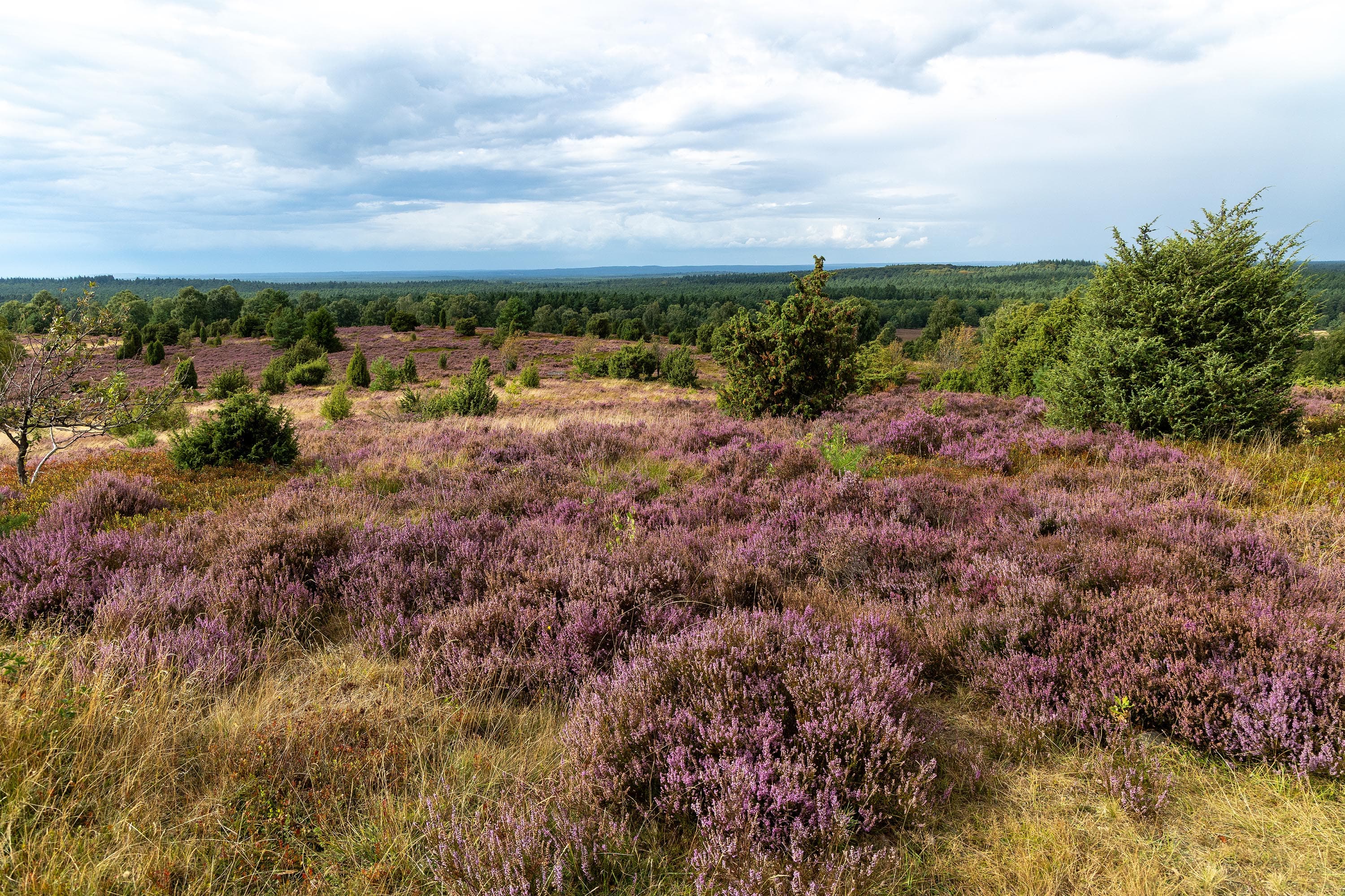 Stand der Heideblüte am Wilseder Berg