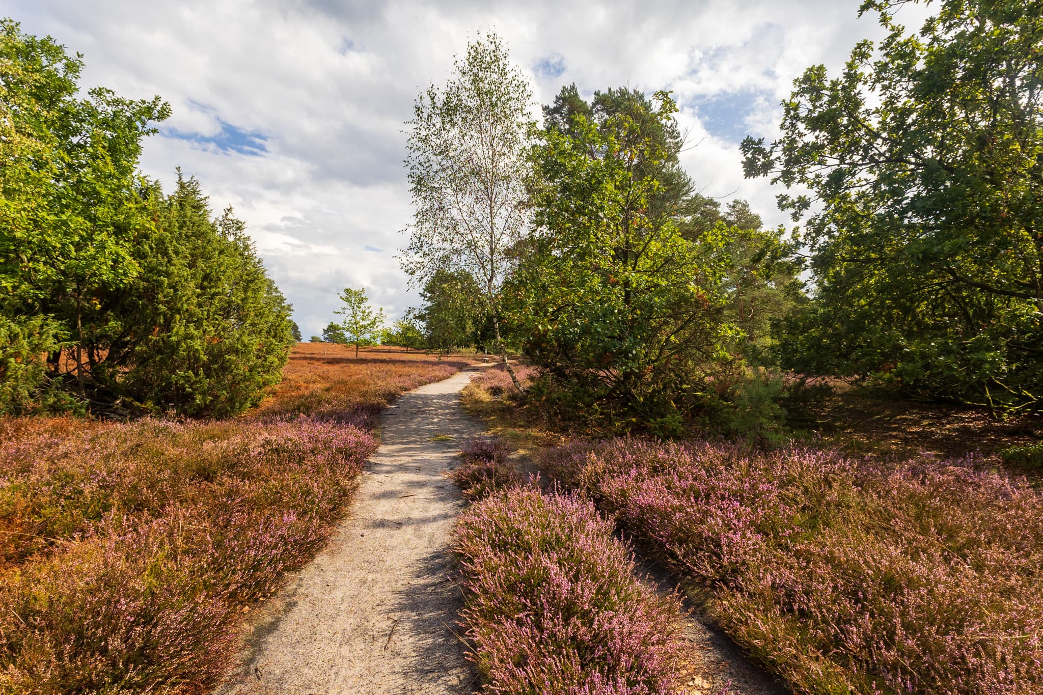 Stand der Heideblüte Misselhorner Heide 04.09.2026