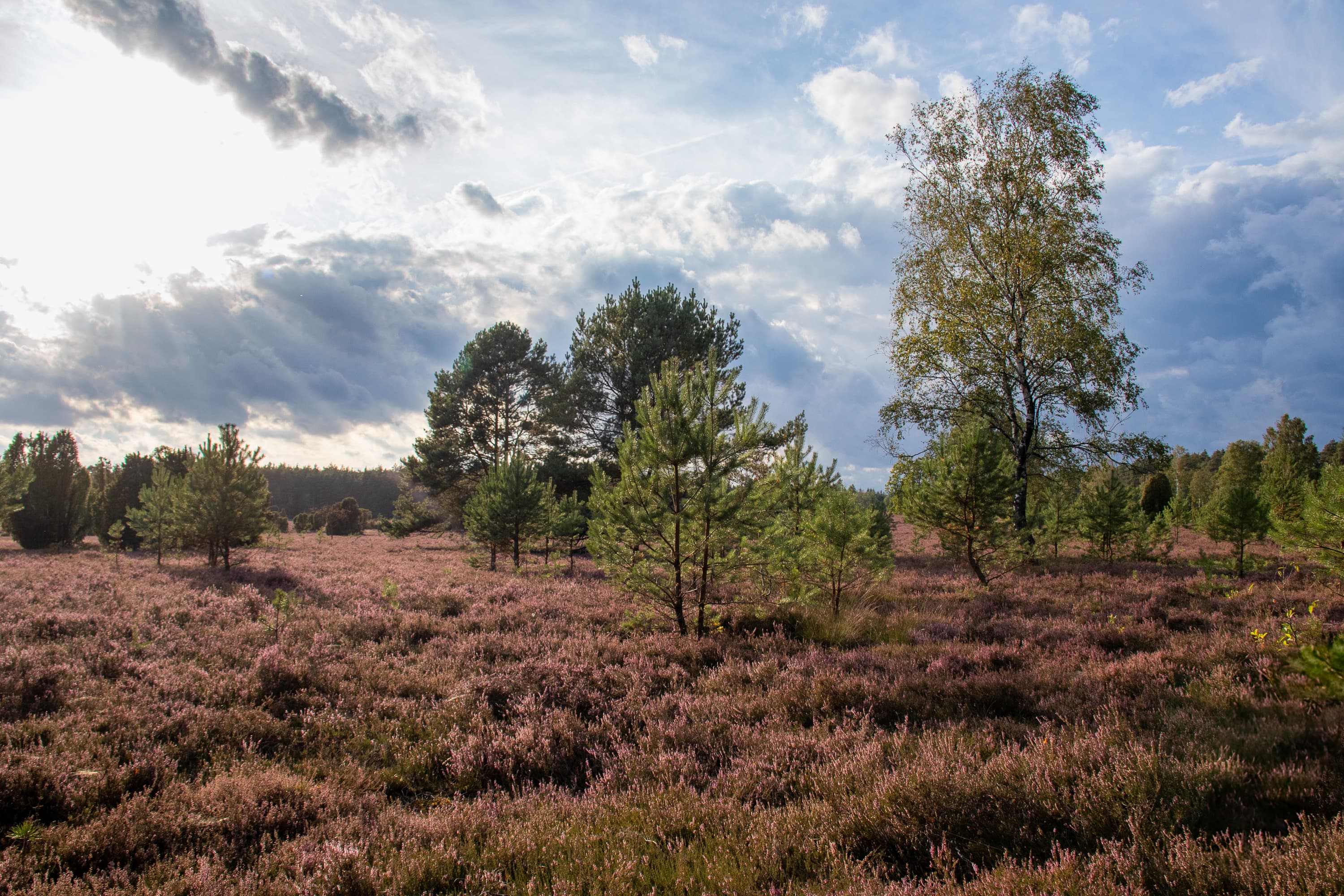 Stand der Heideblüte Oberoher Heide 04.09.2026