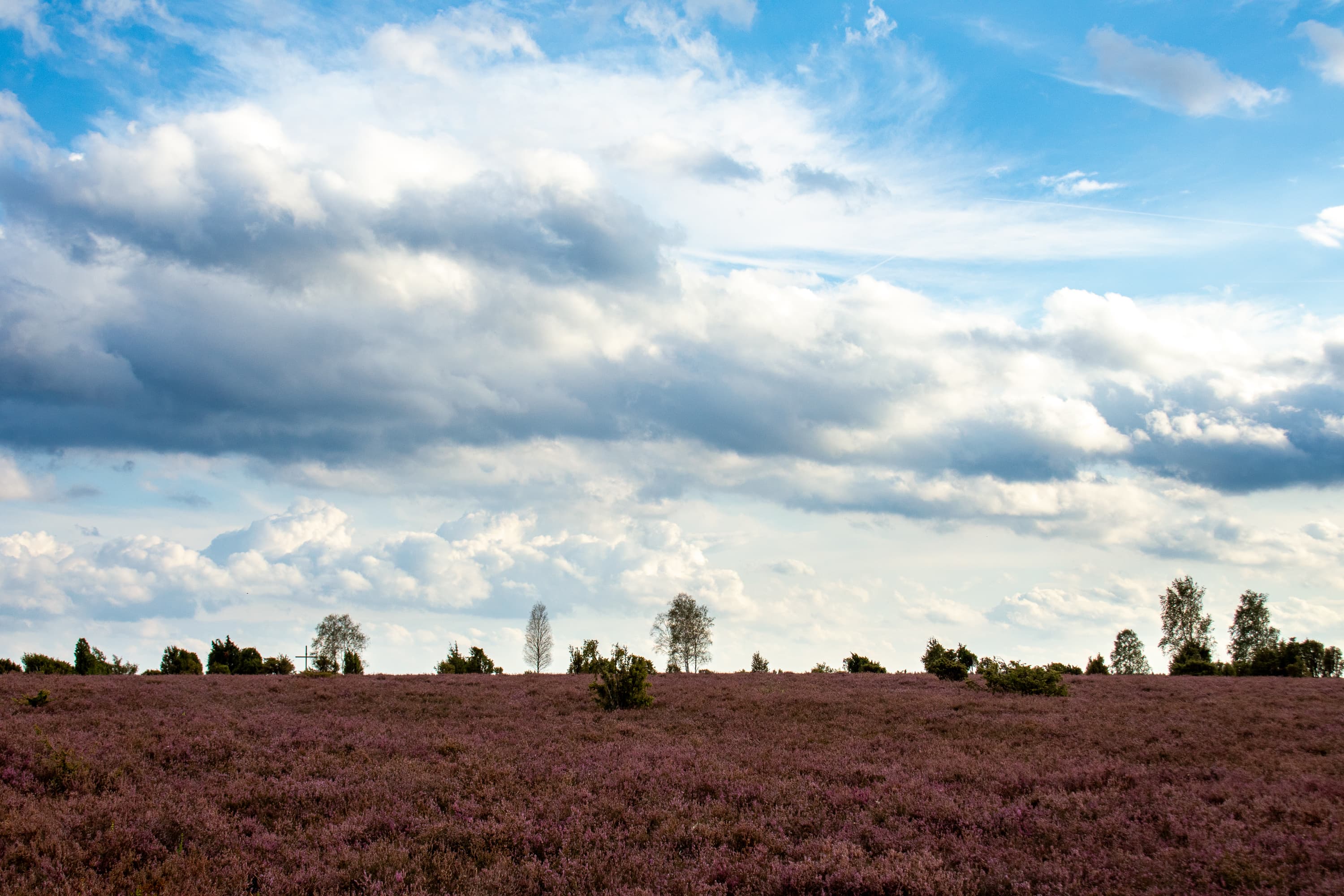 Stand der Heideblüte Wacholderwald, Schmarbek 04.09.2026