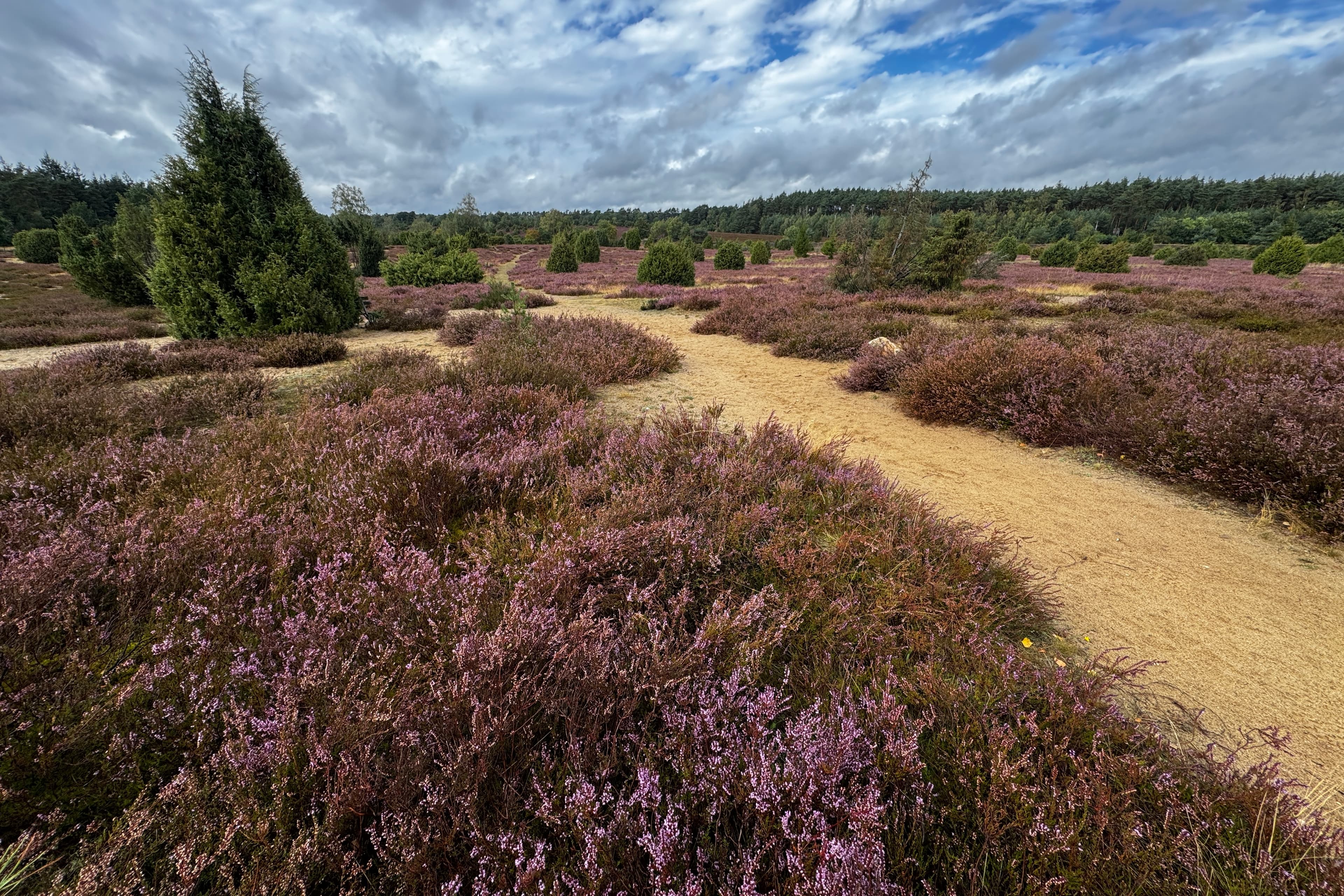 Stand der Heideblüte in der Ellerndorfer Wacholderheide