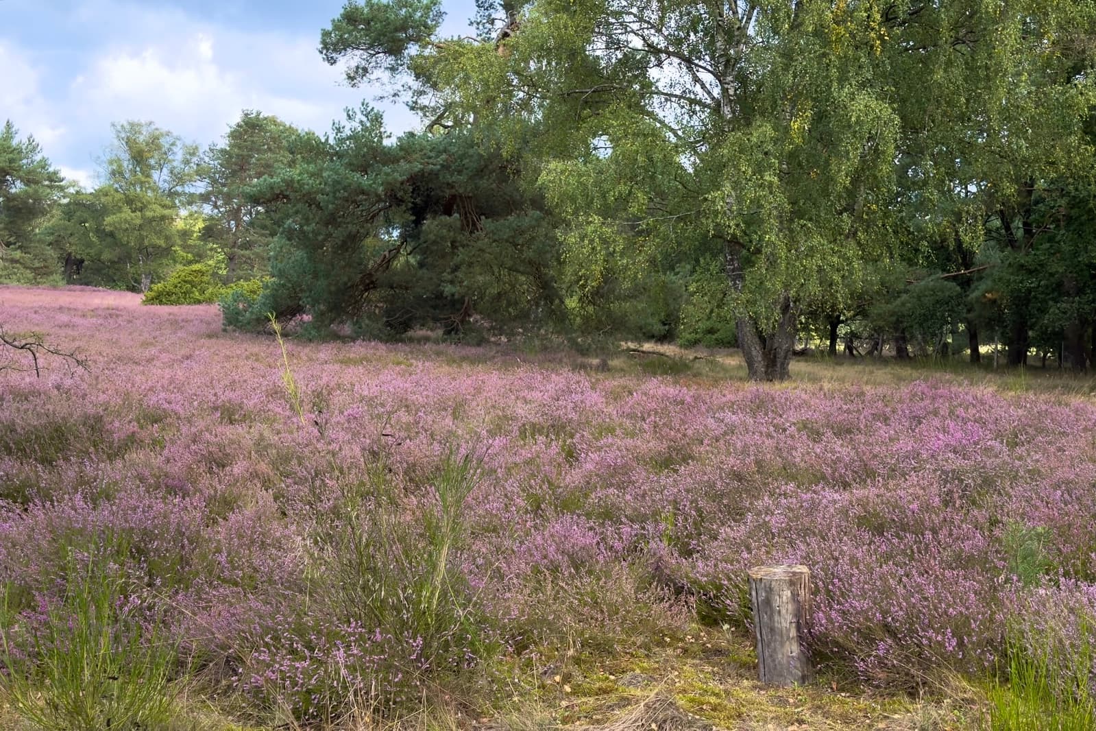 Stand der Heideblüte im Tietlinger Wacholderhain