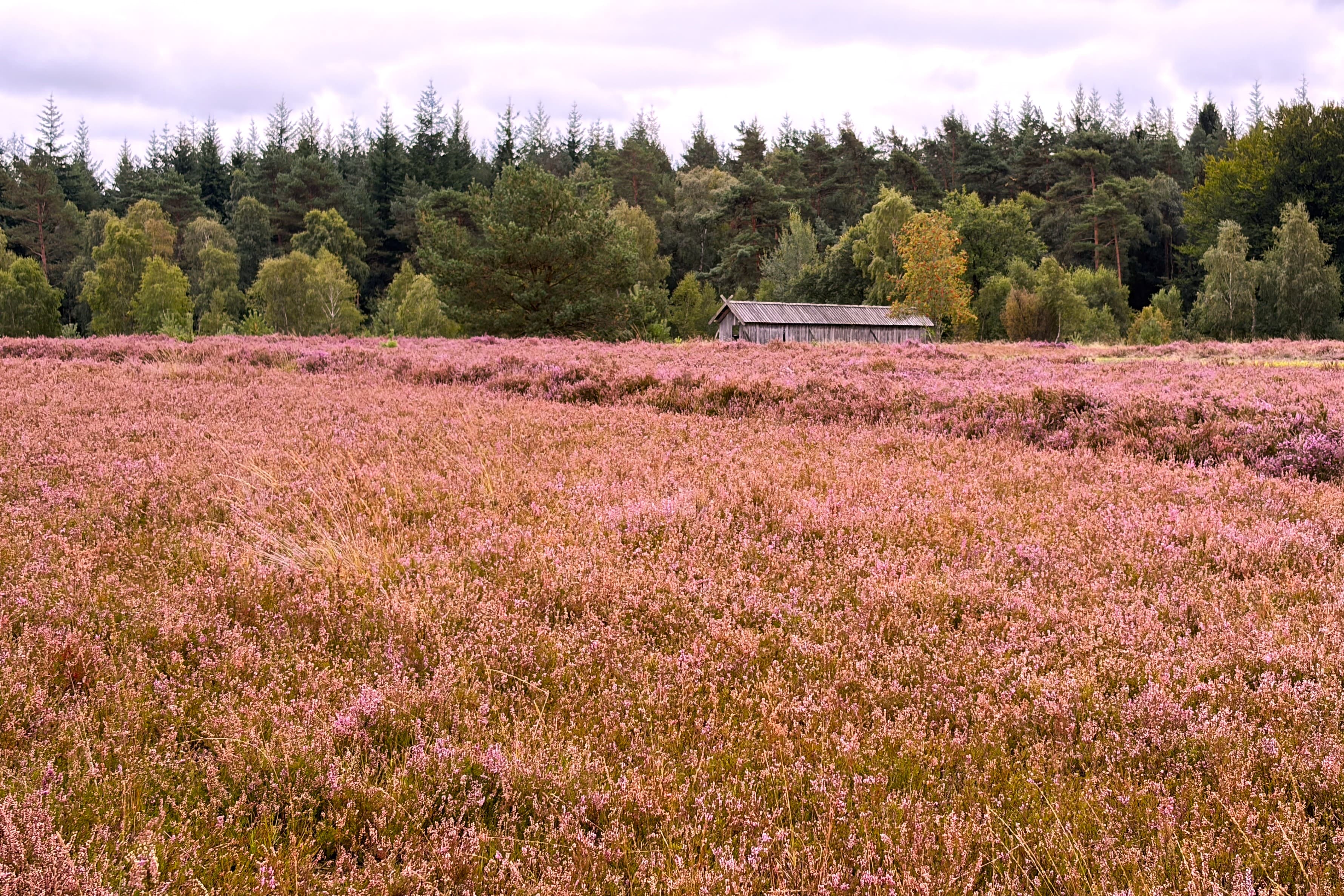 Stand der Heideblüte auf dem Töps