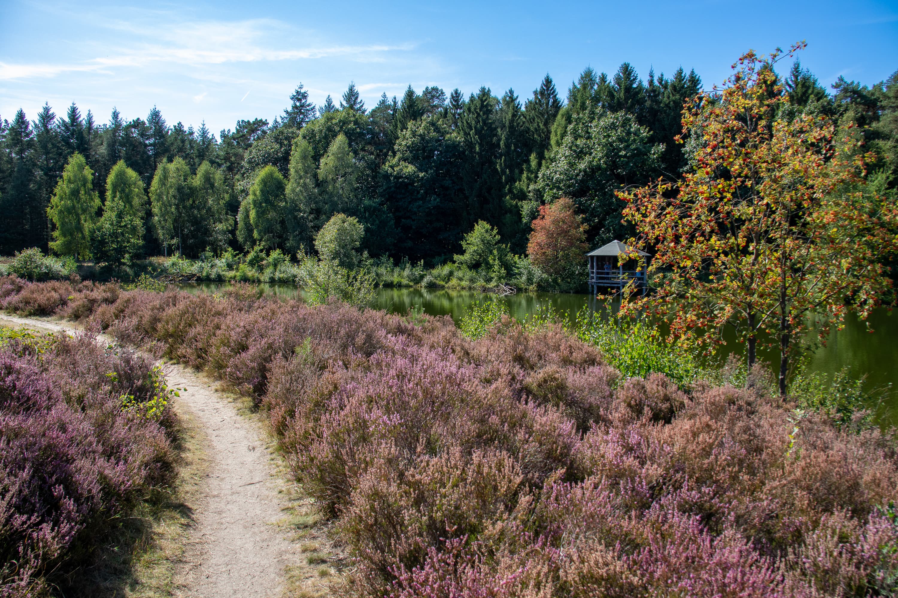 Stand der Heideblüte Angelbecksteich 07.09.2026