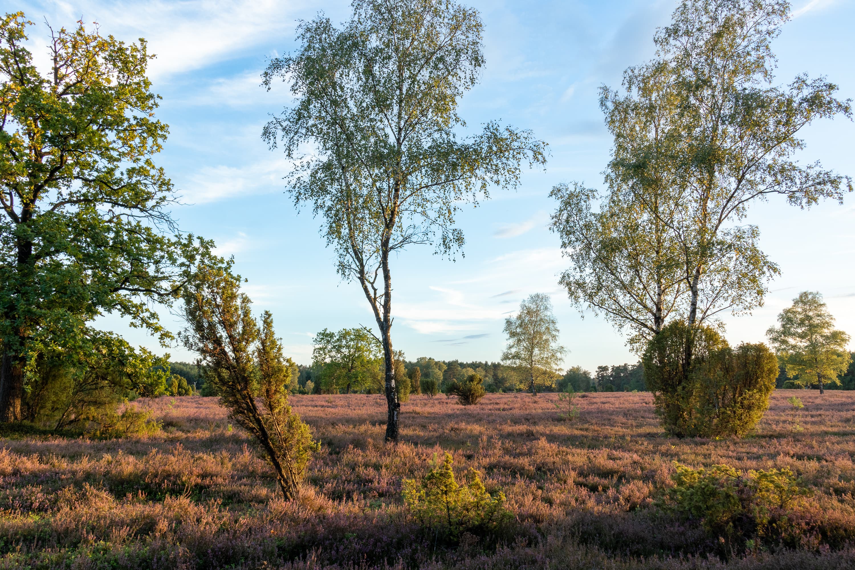 Stand der Heideblüte Oberoher Heide 07.09.2026
