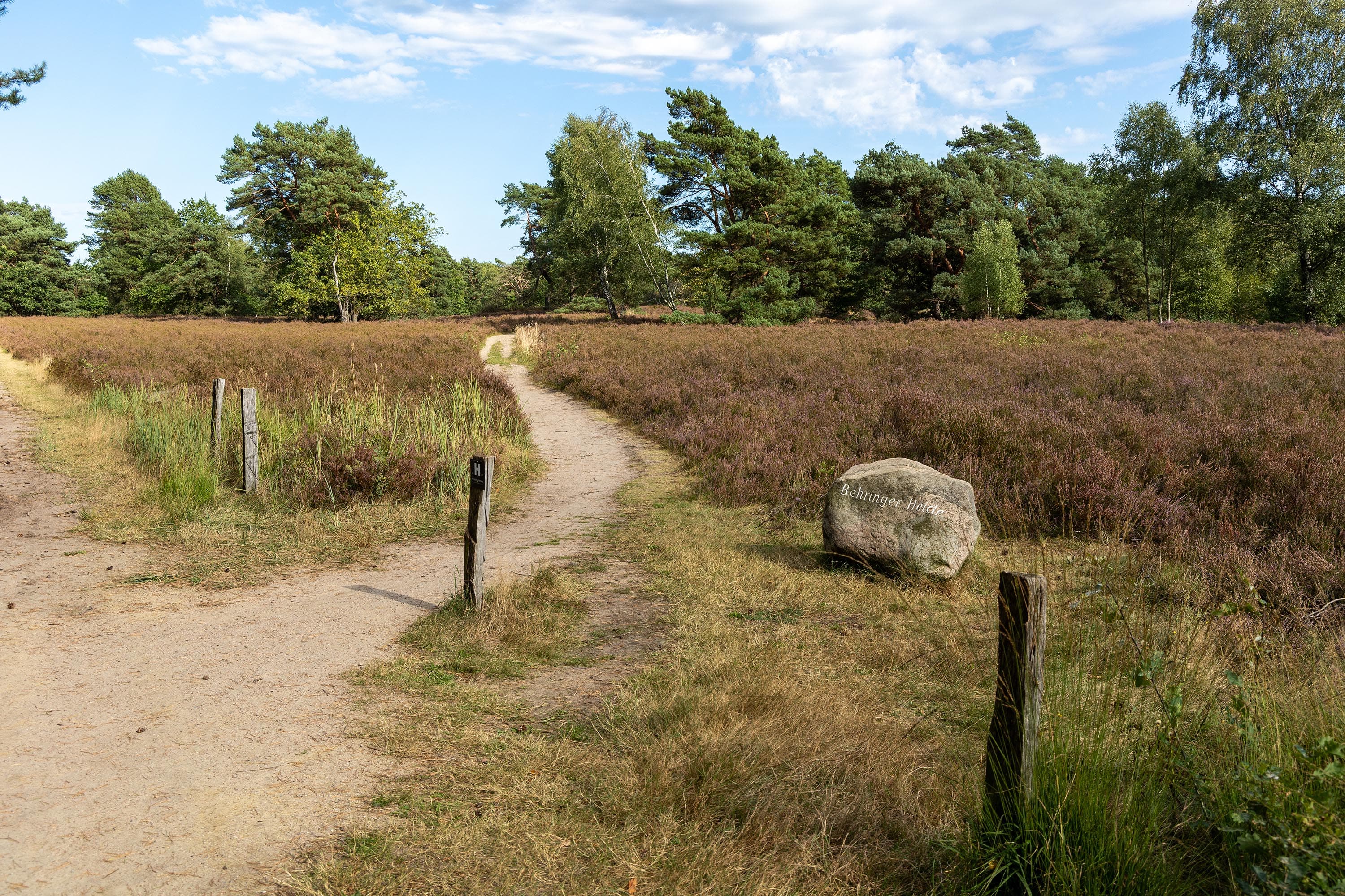 Stand der Heideblüte in der Behringer Heide
