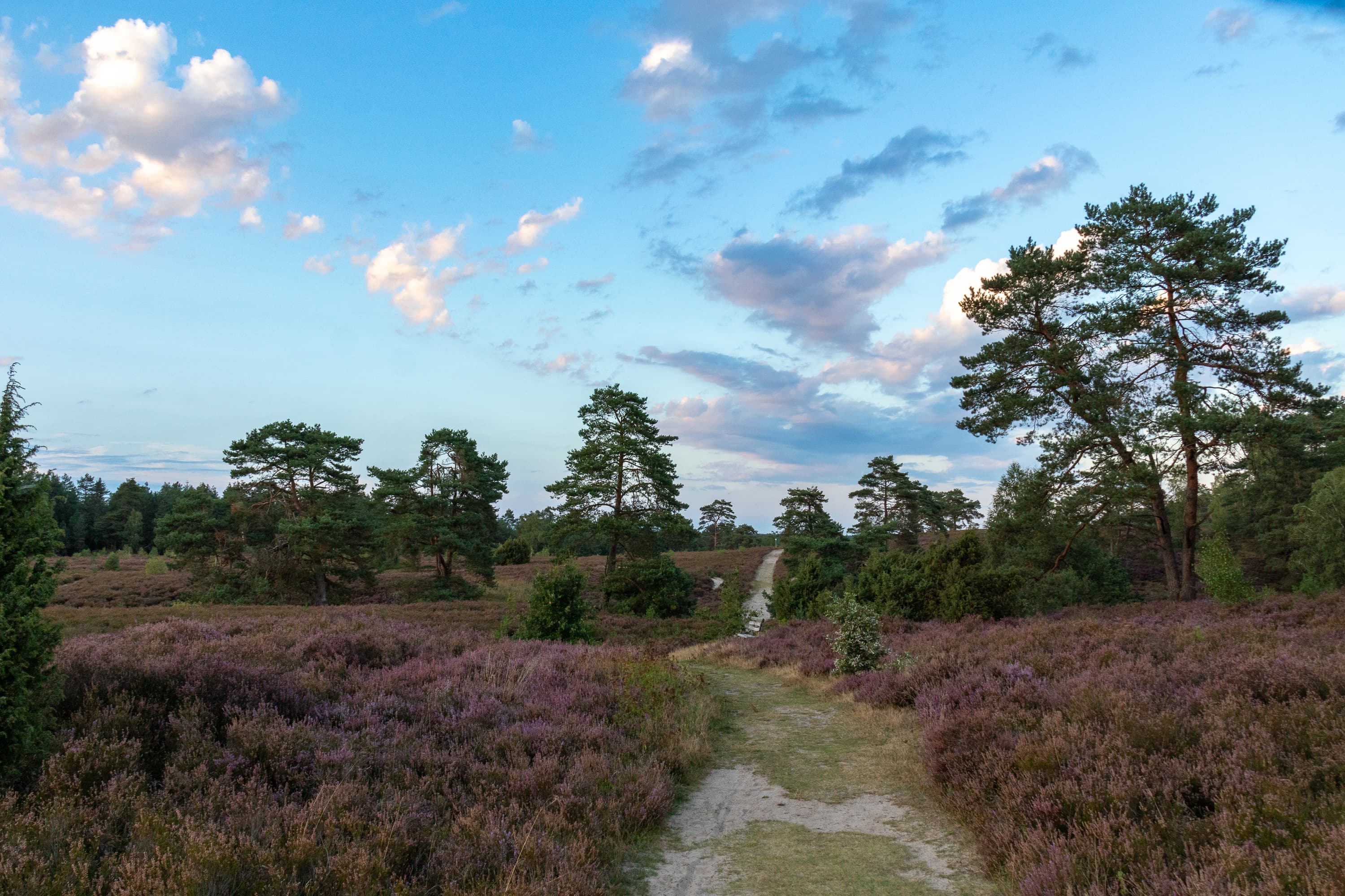Stand der Heideblüte Schwindebeker Heide 08.09.2026