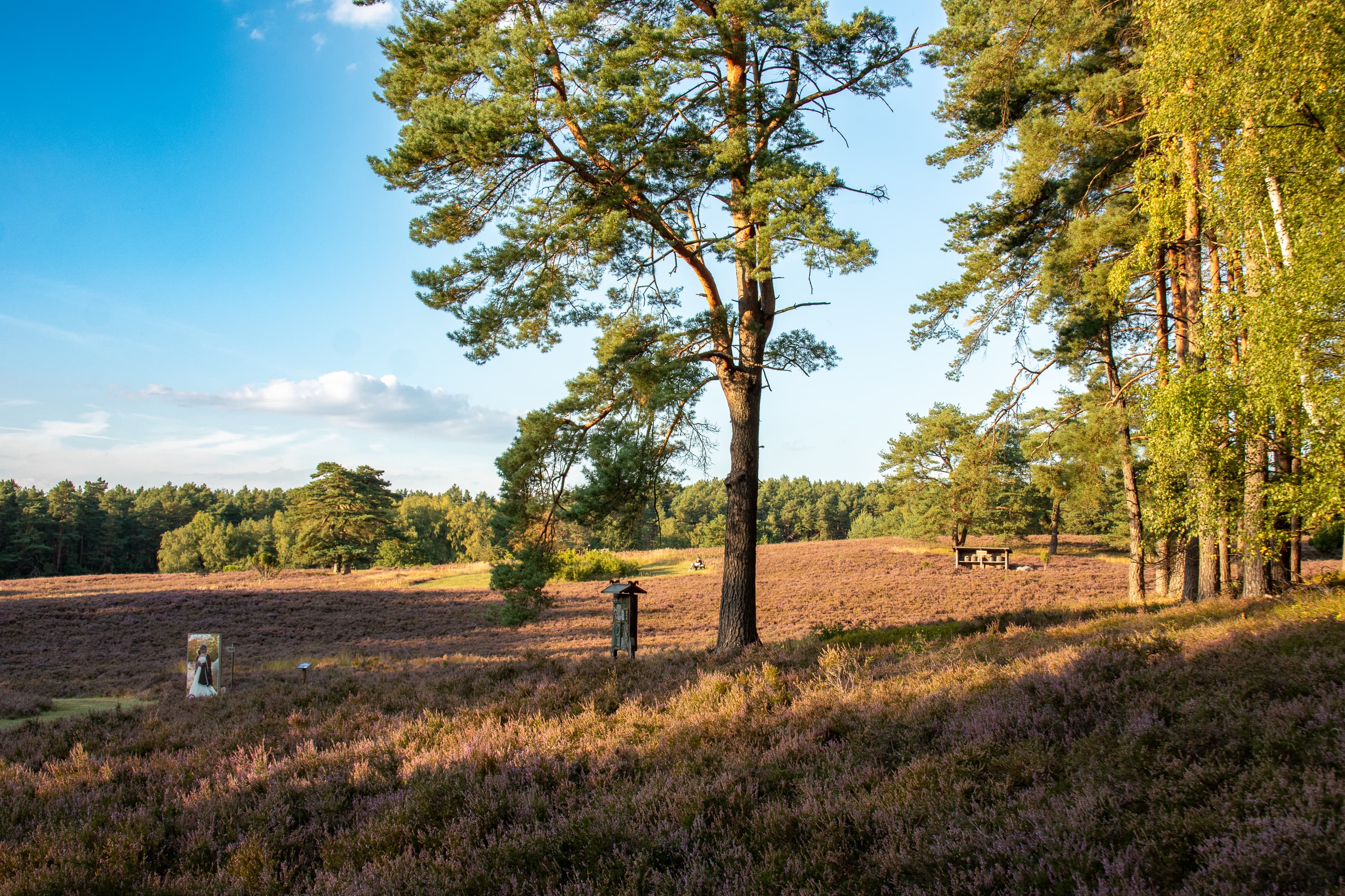Stand der Heideblüte Kronsberger Heide 08.09.2026