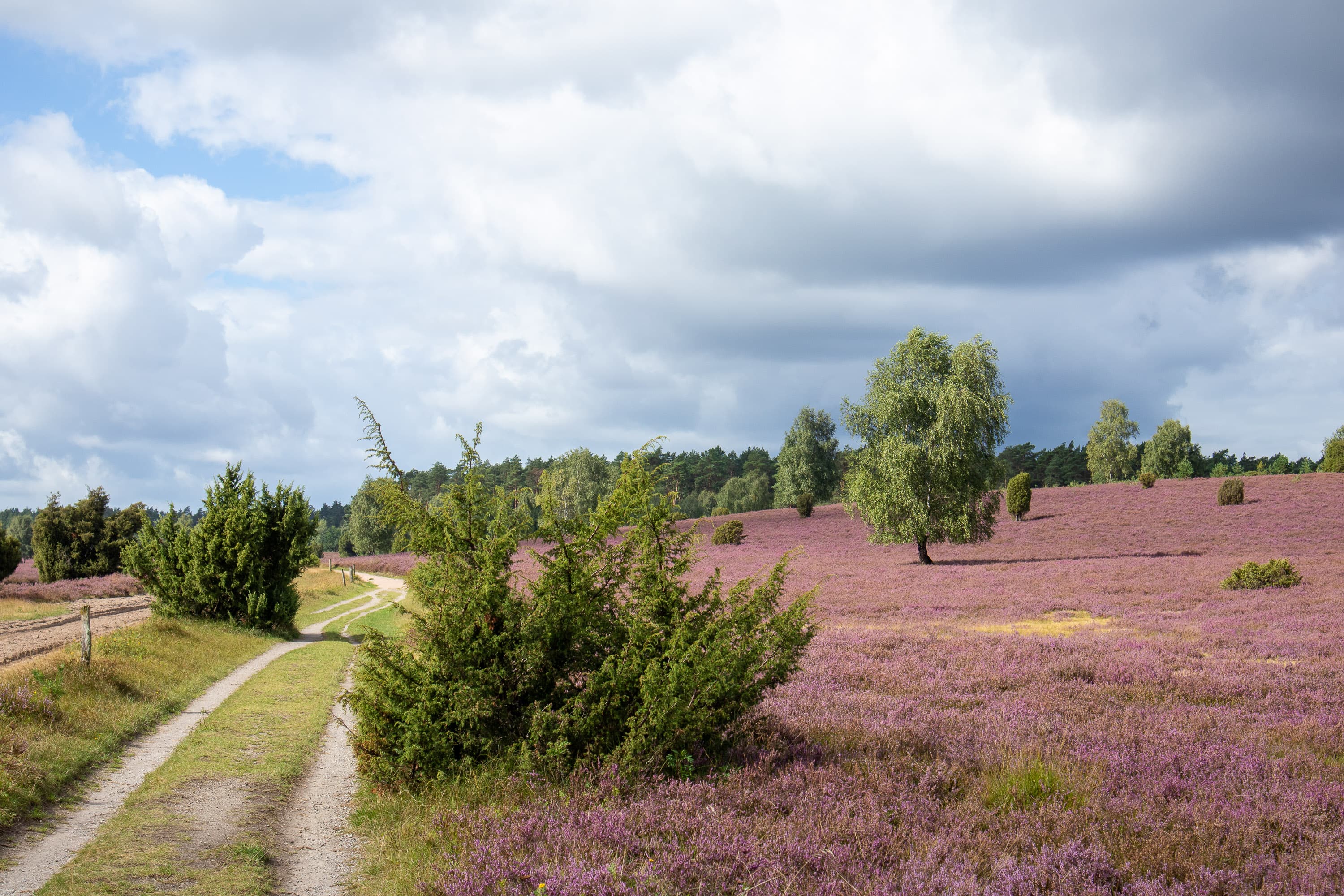 Stand der Heideblüte in der Döhler Heide