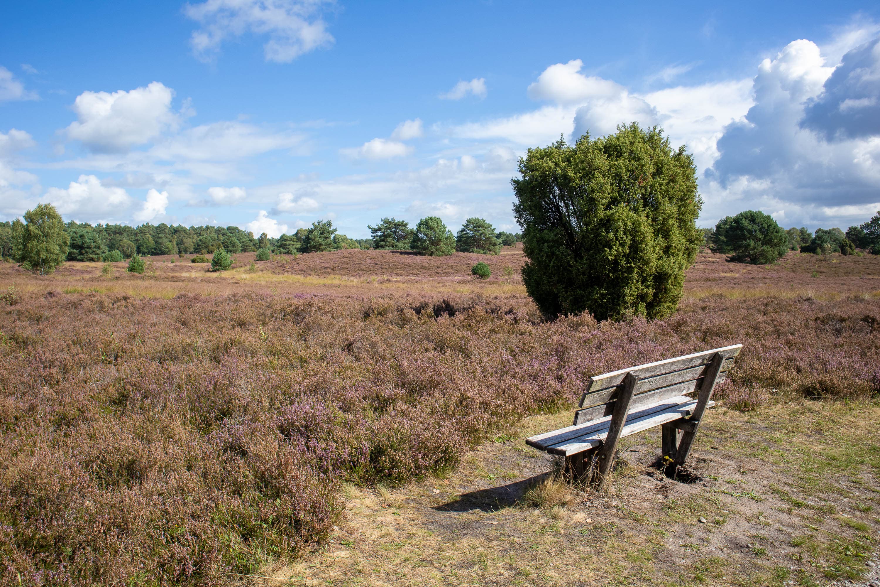 Stand der Heideblüte in der Undeloher Heide