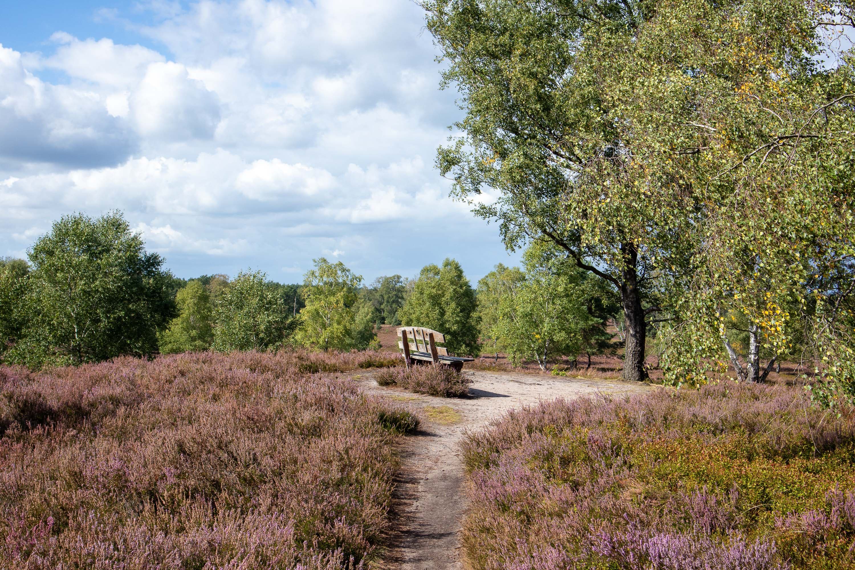Stand der Heideblüte in der Weseler Heide