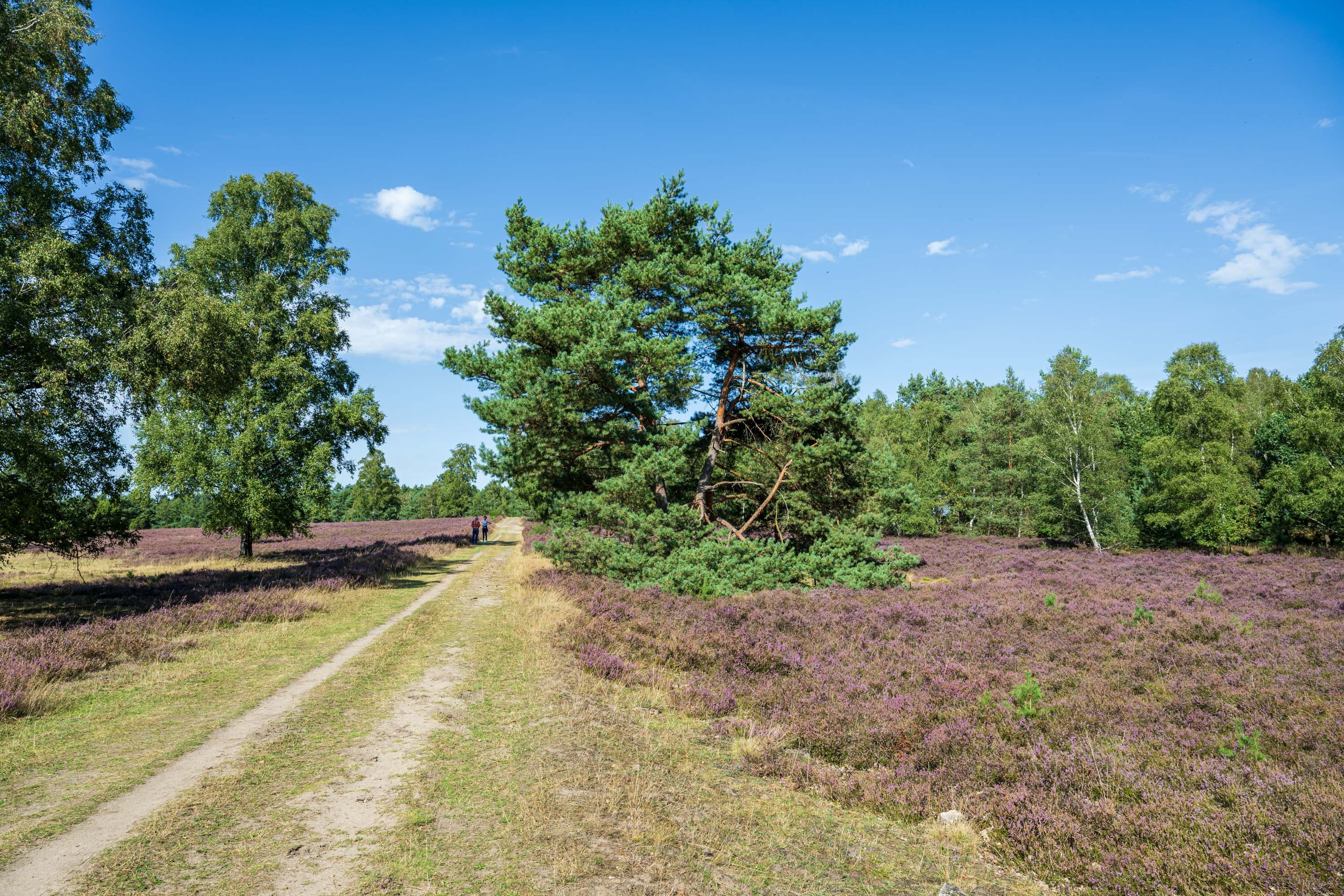Sandiger Weg durch blühende Heide im Höpen, mit Birken, Kiefern und weitem Himmel.