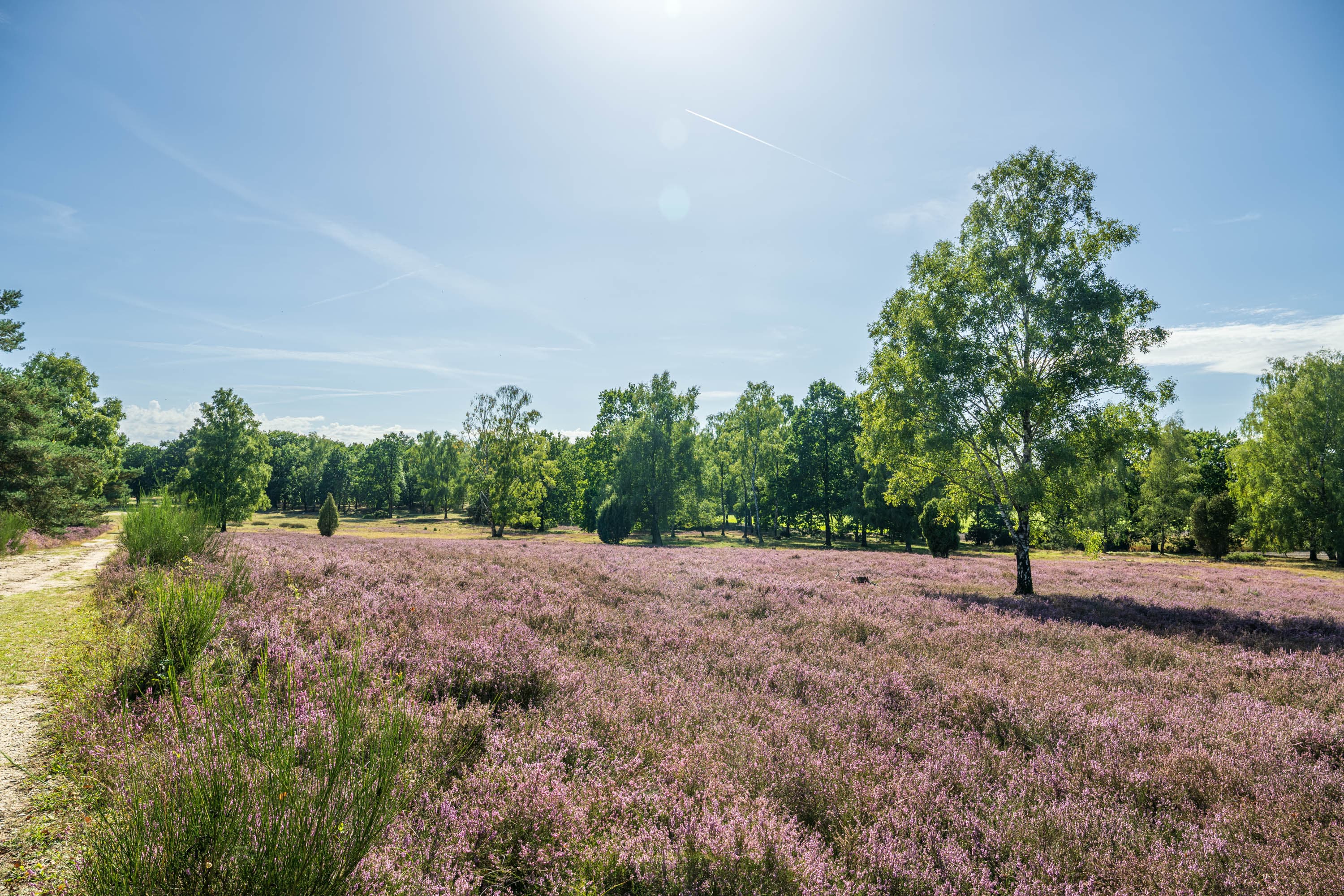 Blühende Heide im Höpen mit Birken, Sandweg und weitem Himmel bei Sonnenschein.