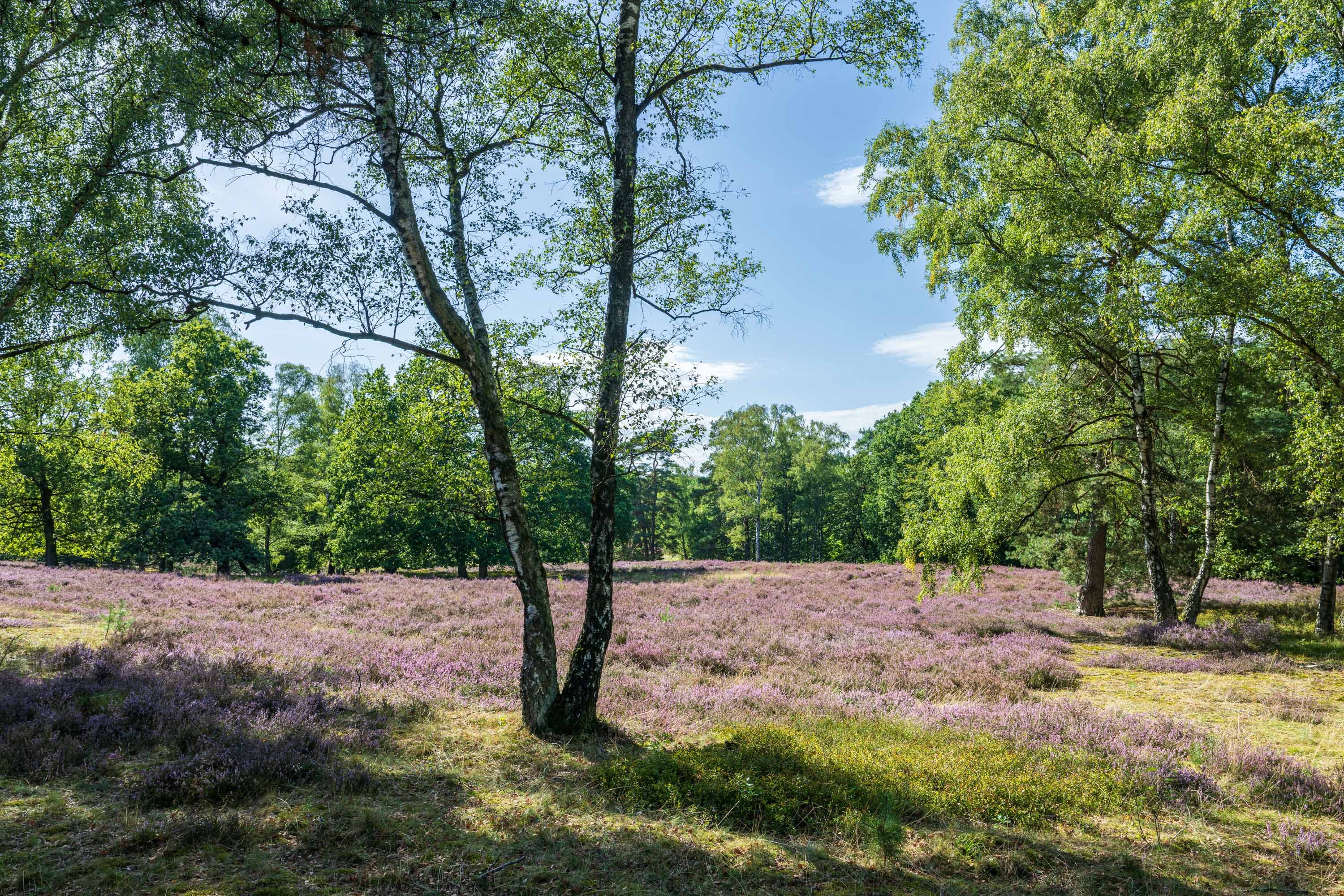 Lila blühende Heidefläche im Höpen mit Birken und lichtem Waldrand.