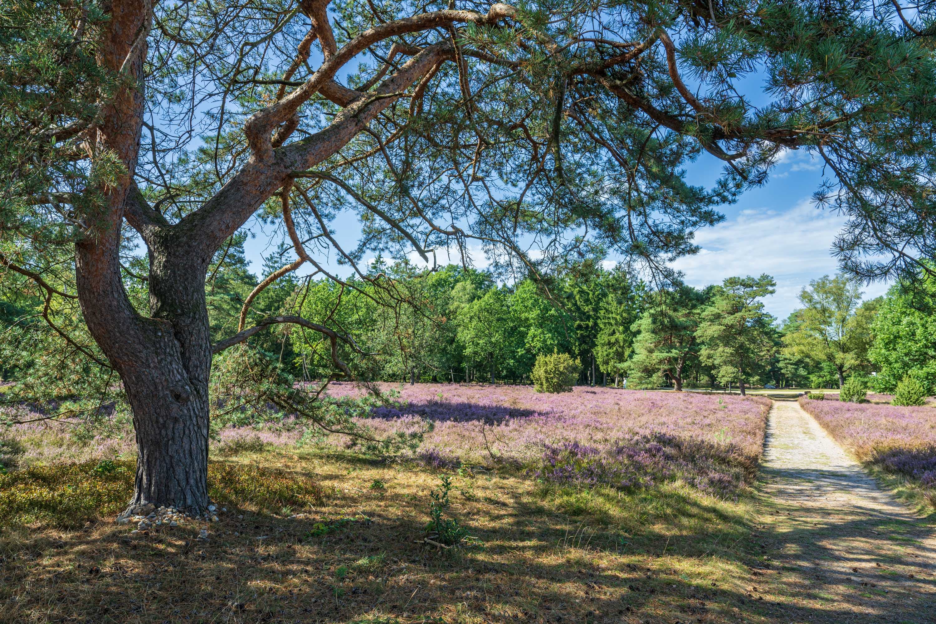 Alte Kiefern rahmen blühende Heide am Weg im Landschaftsschutzgebiet Höpen.