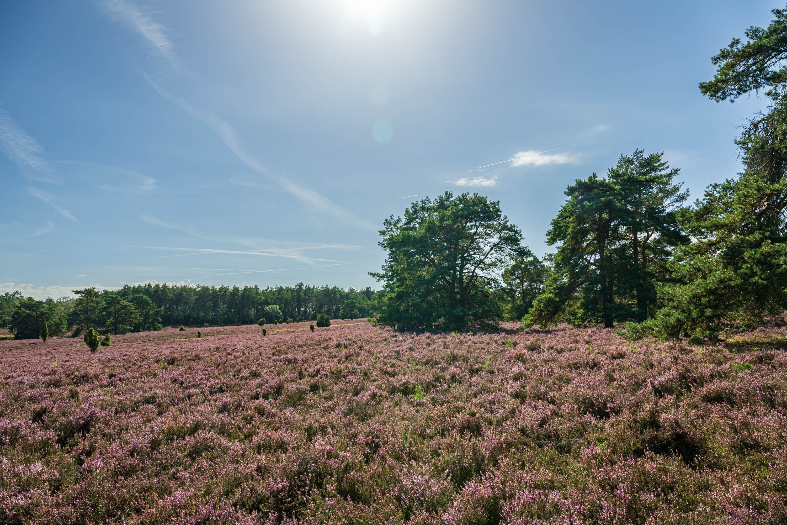 Blühende Heide im Höpen bei Schneverdingen mit Kiefern unter weitem Himmel.
