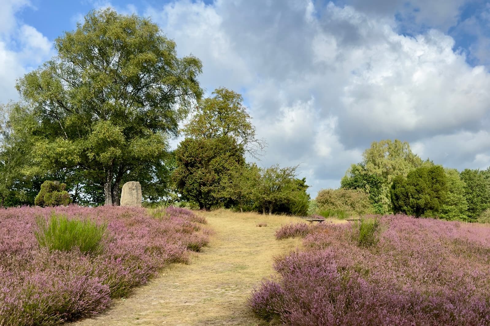 Stand der Heideblüte im Tietlinger Wacholderhain