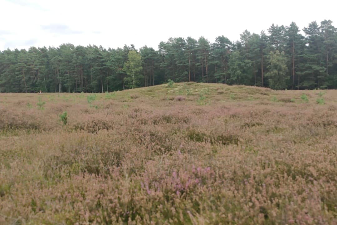 Stand der Heideblüte in der Klein Bünstorfer Heide