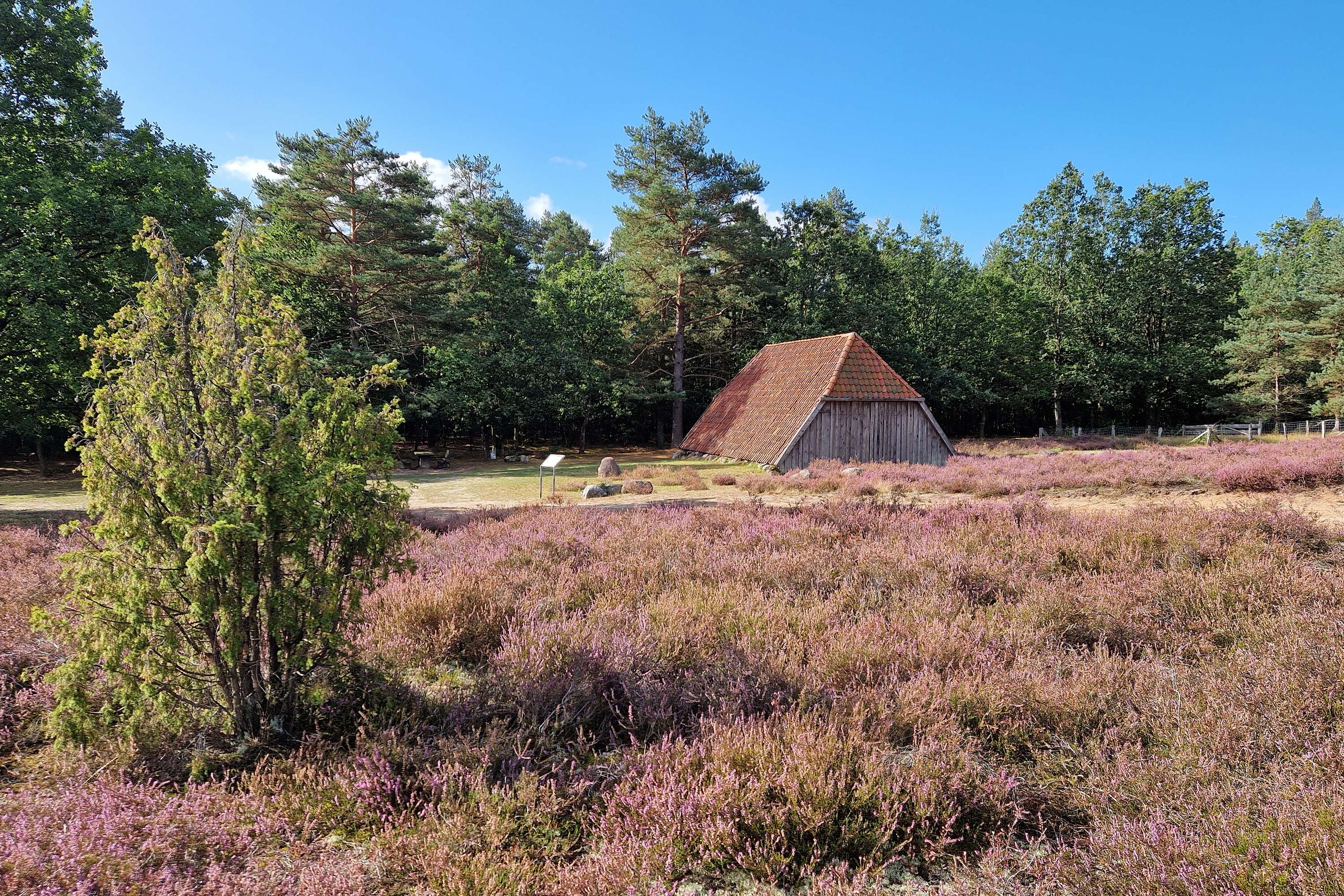 Stand der Heideblüte in der Bad Bodenteicher Heide