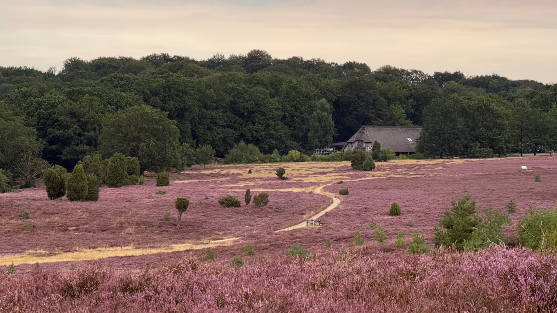 Blühende Heide bei Haverbeeke mit sandigem Weg, Wacholdern und Haus am Waldrand.
