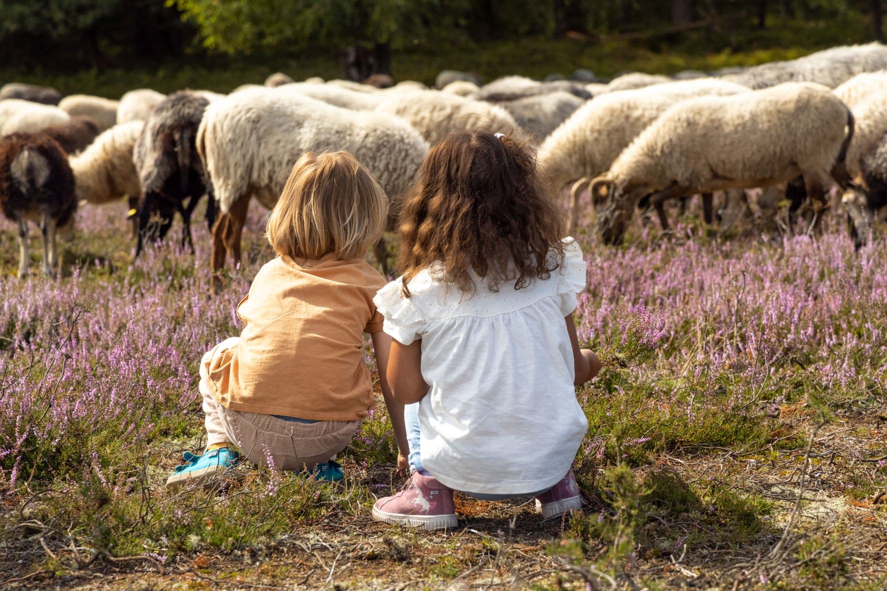 zwei kinder sehen sich eine herde heidschnucken in der lüneburger heide an
