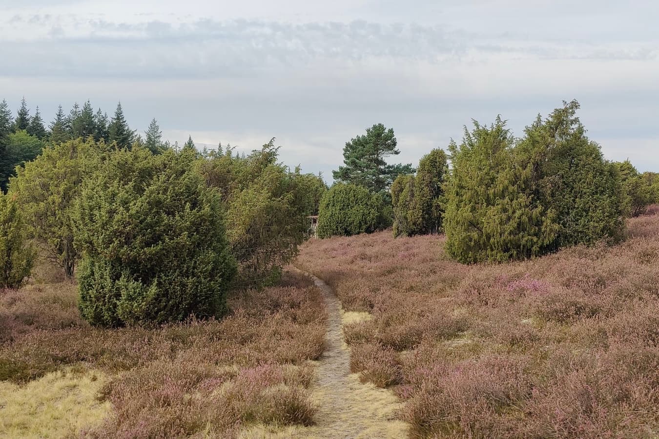 Stand der Heideblüte in der Ellerndorfer Wacholderheide