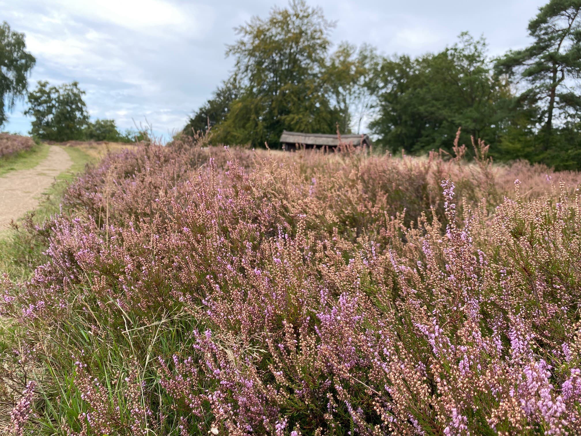 ein wanderweg mit zum teils blühendem Heidekraut und einer kleinen hütte im hintergrund