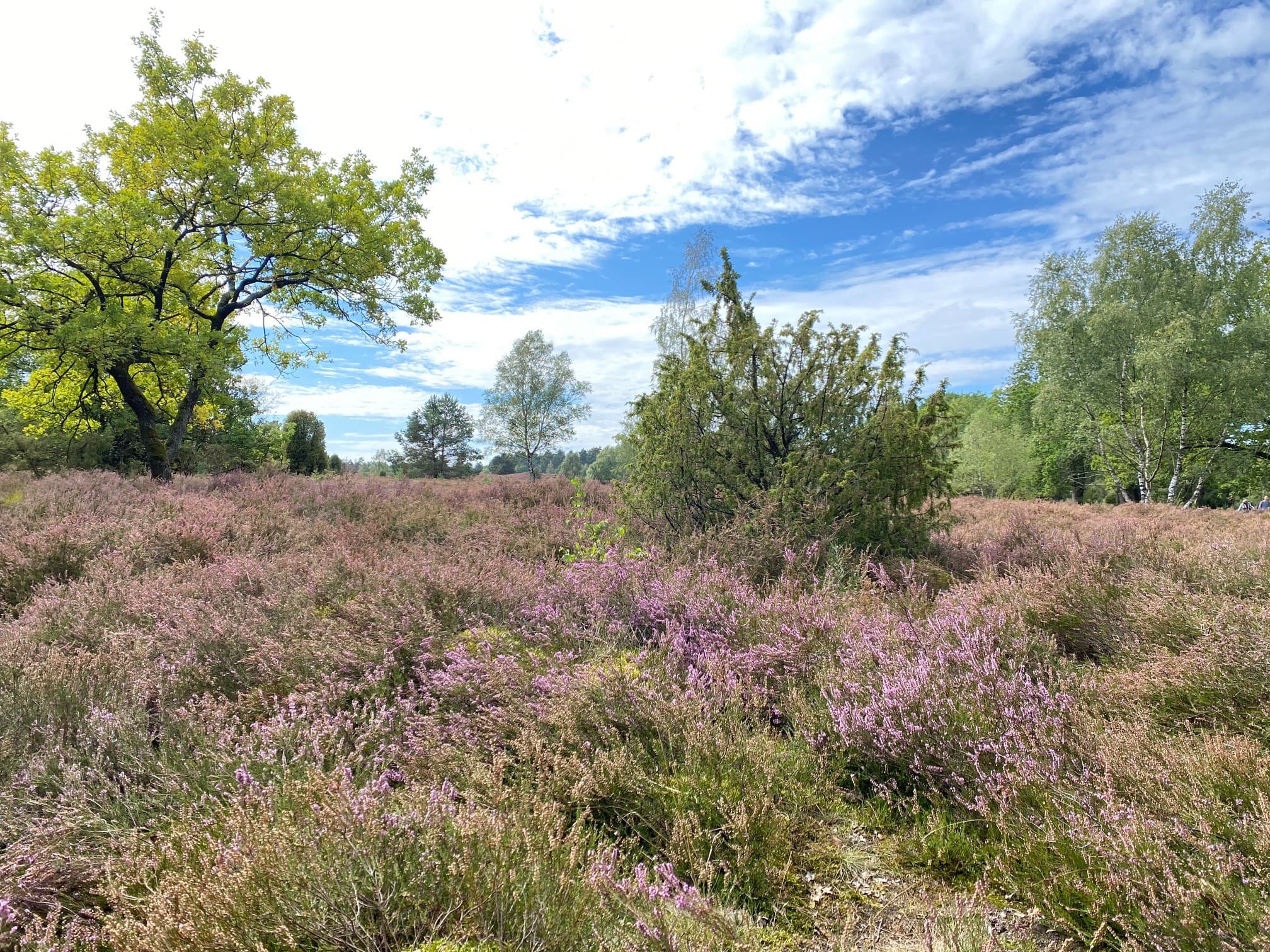 eine fläche mit heidekraut vor blauem himmel mit weißen wolken und birken sowie wacholdersträuchern im hintergrund
