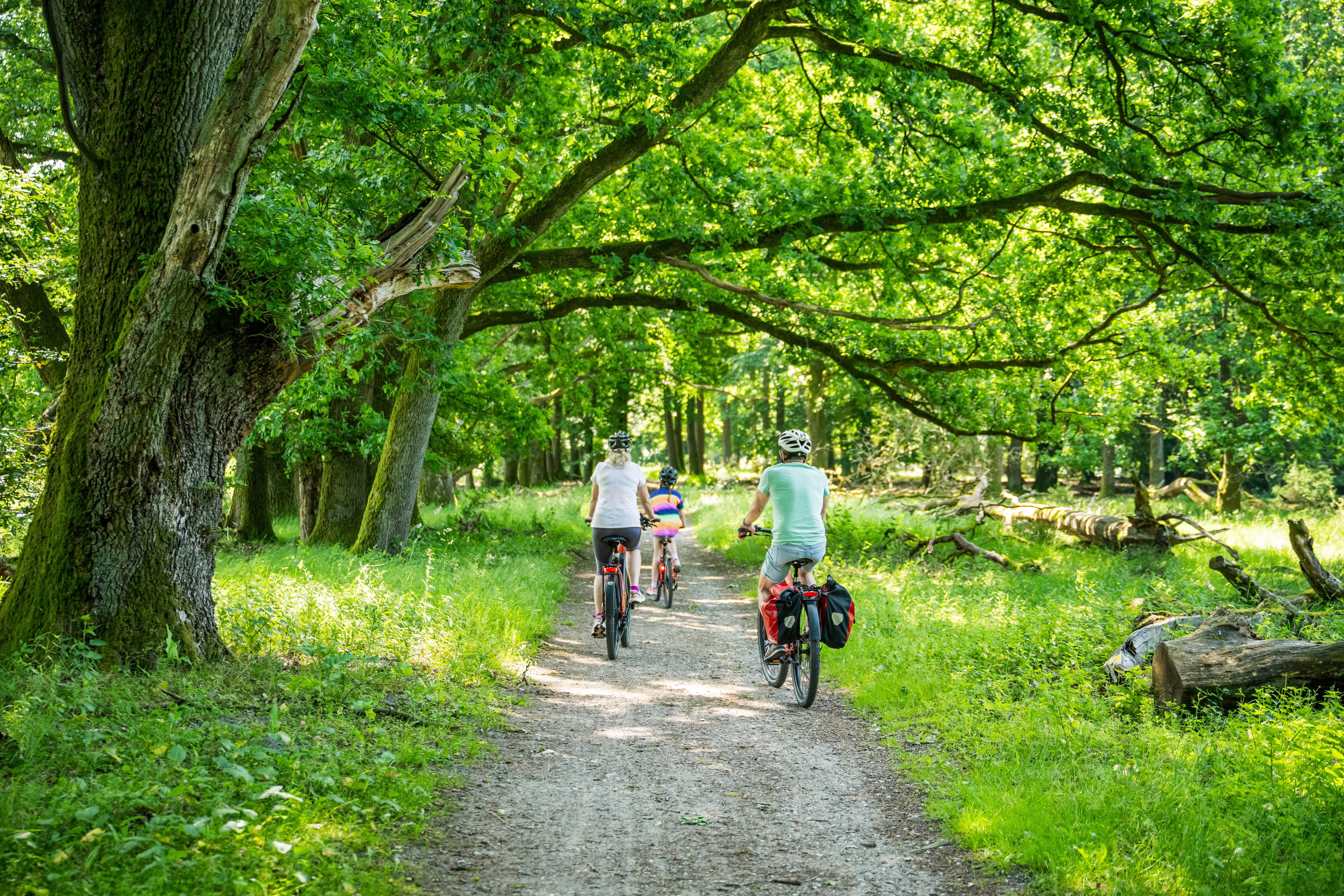 Familie radelt im Sommer auf einem Waldweg unter alten, grünen Bäumen.