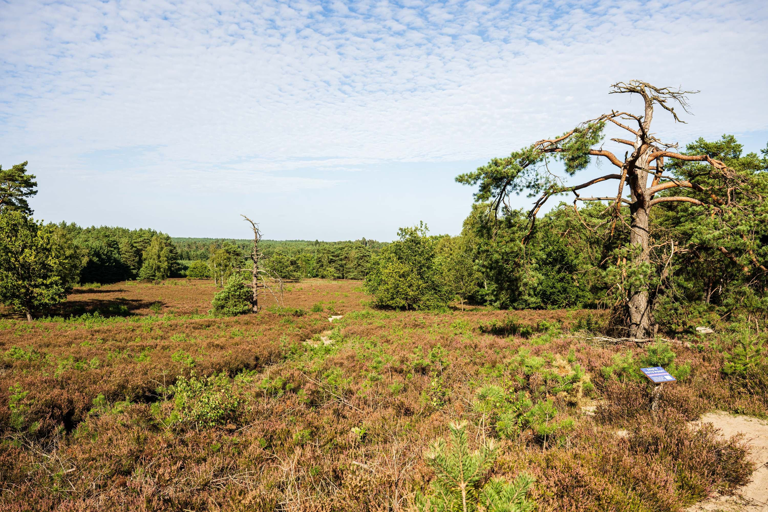 Stand der Heideblüte in der Schwindebecker Heide